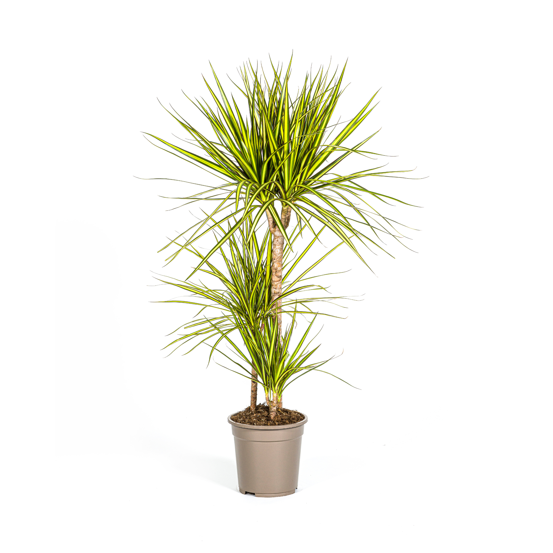 Drachenbaum - Dracaena Marginata Sunray Ø21cm - ↕100-110cm