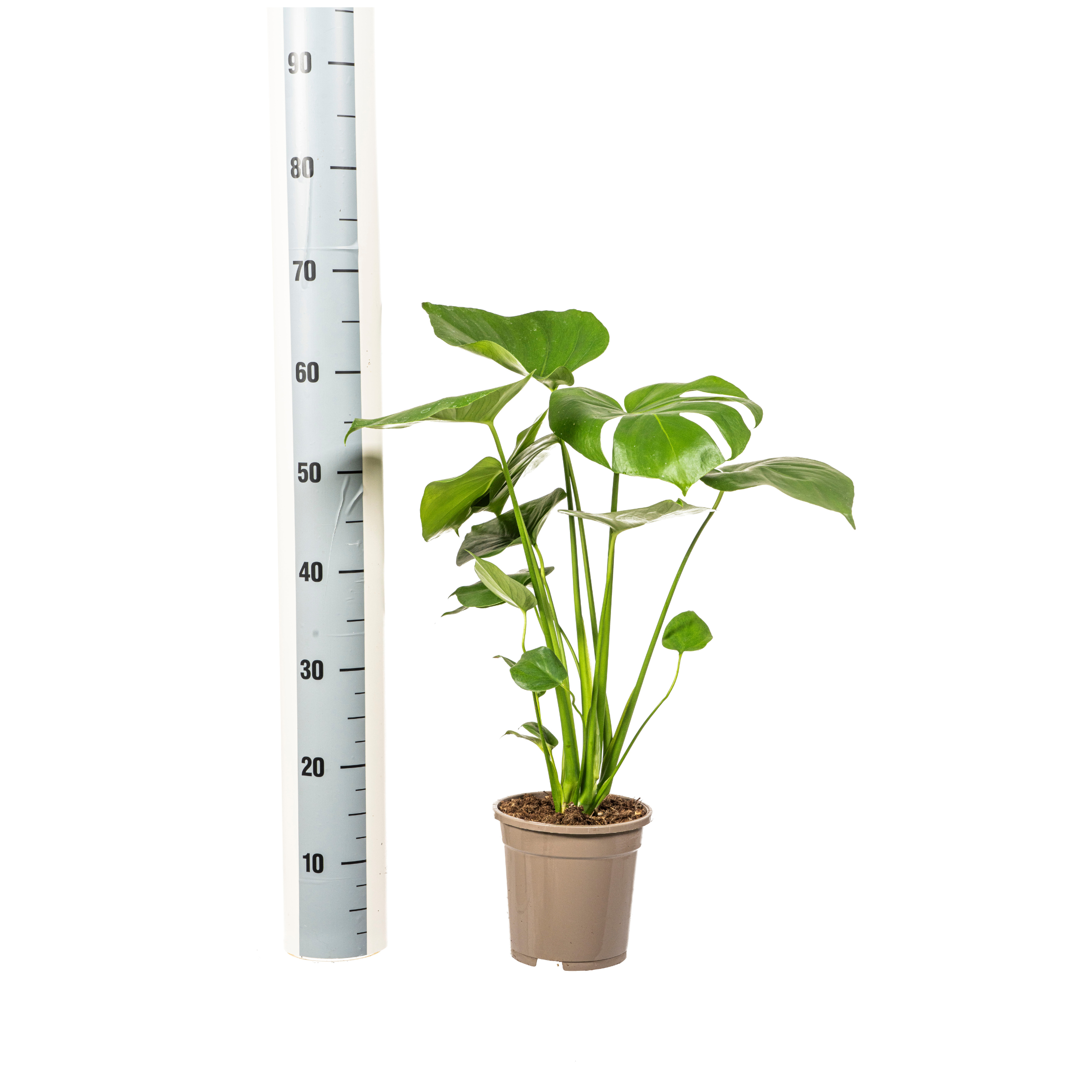 Fensterblatt - Monstera Deliciosa Tauerii Ø17cm - ↕60cm