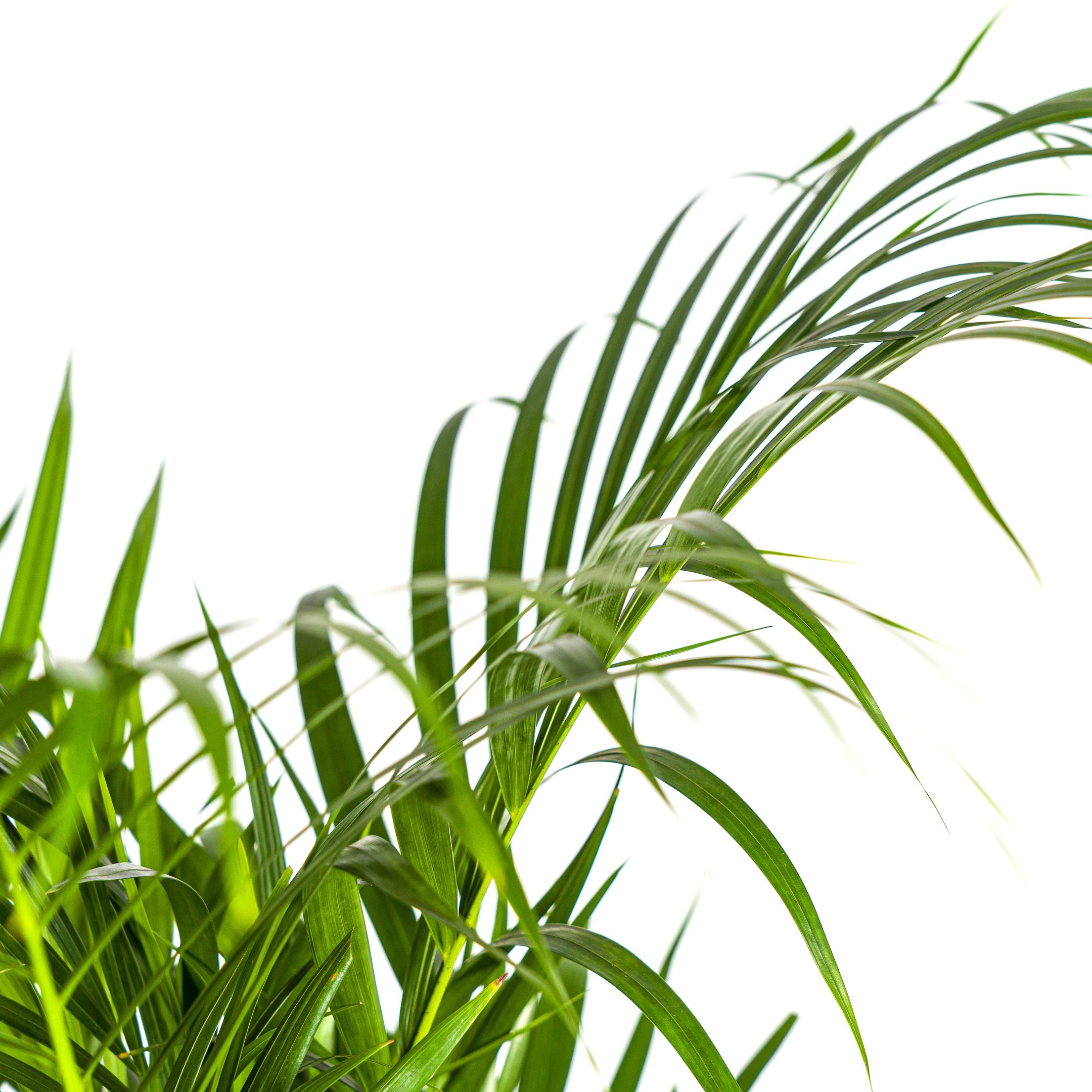 Arecapalme - Dypsis Areca Lutescens Ø21cm - ↕110cm