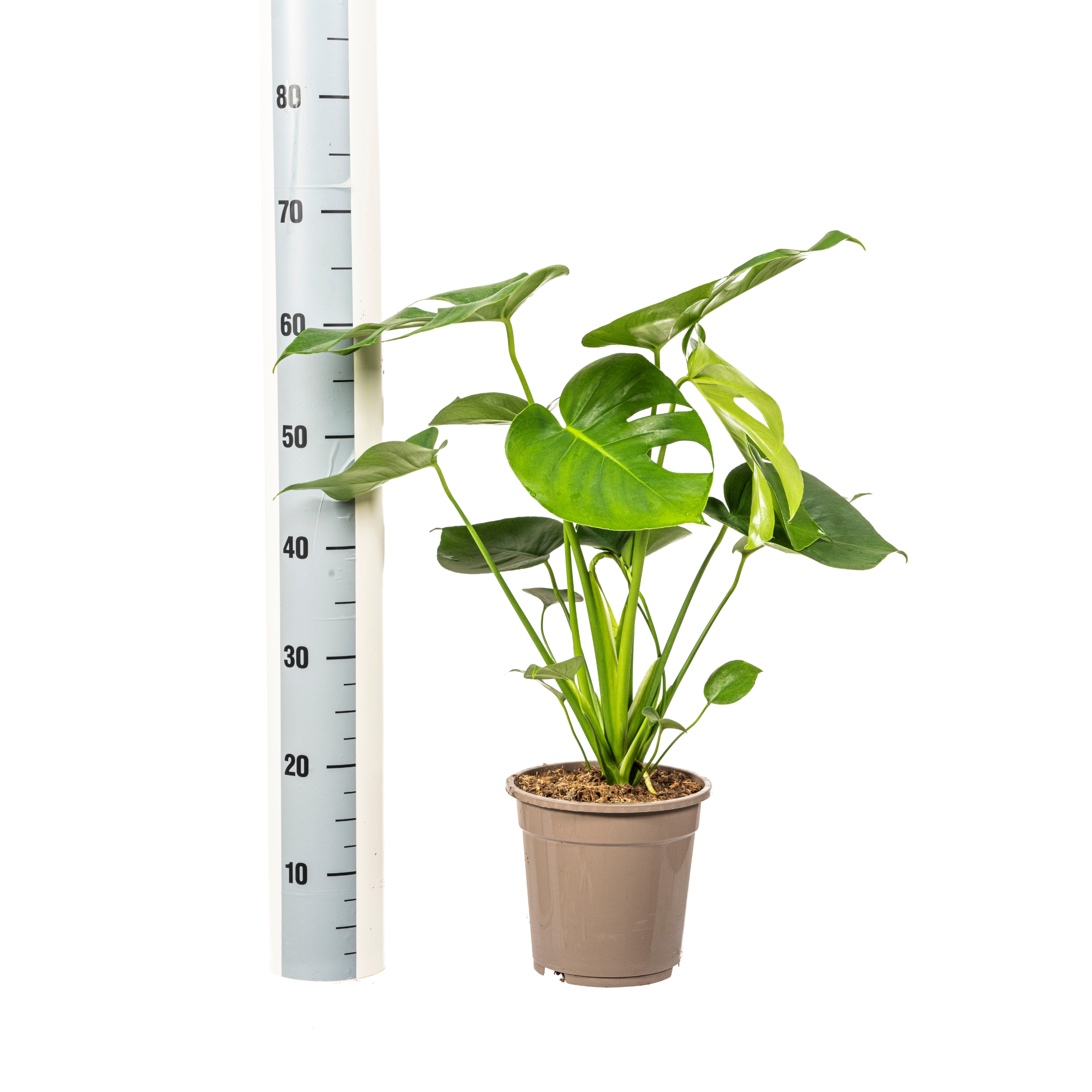 Fensterblatt - Monstera Deliciosa Tauerii Ø19cm - ↕80cm