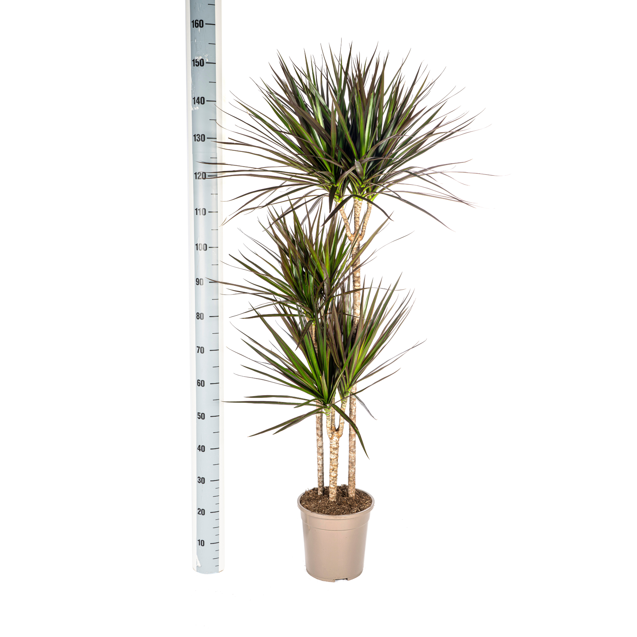 Drachenbaum - Dracaena Marginata Magenta Ø24cm - ↕140cm