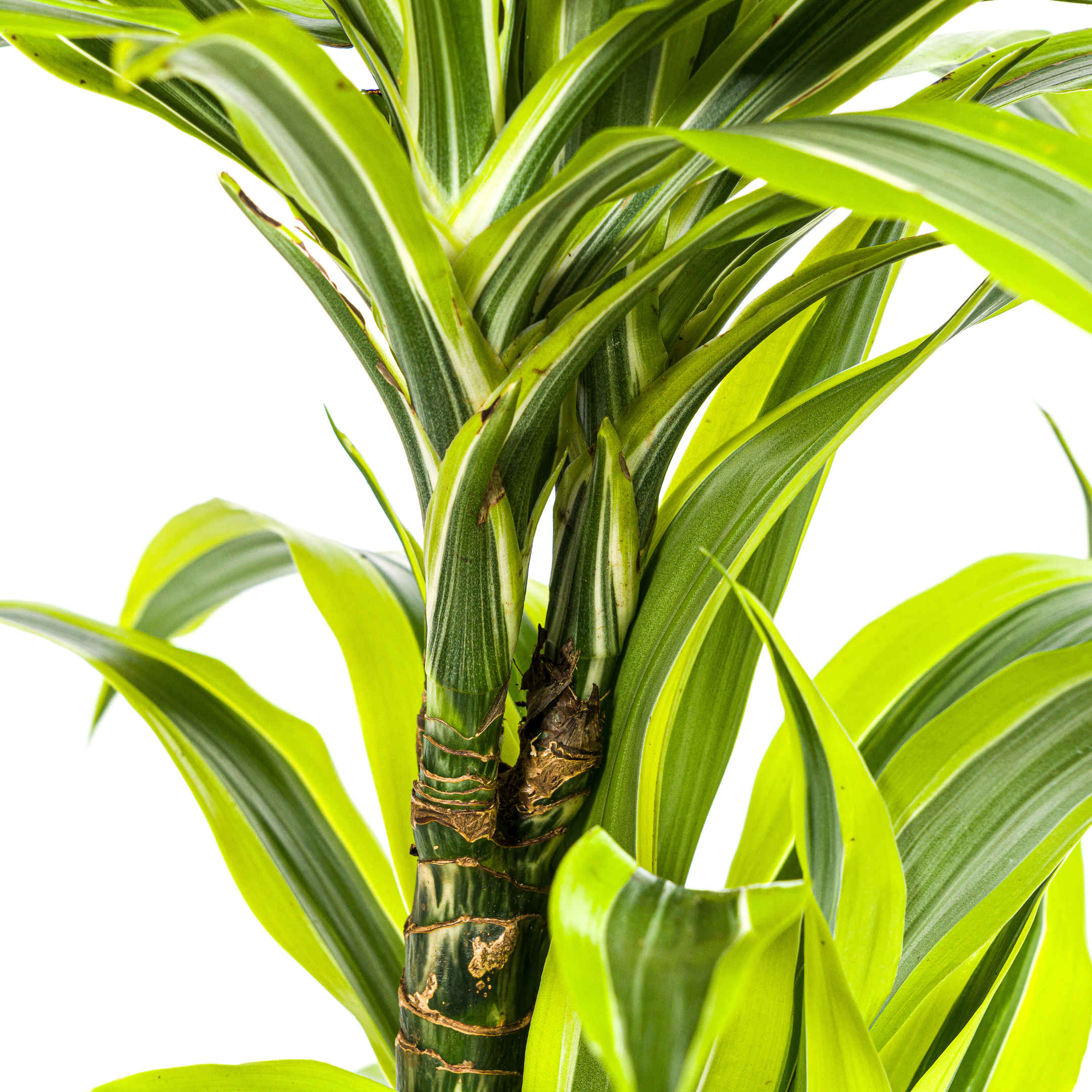 Drachenbaum - Dracaena Deremensis Lemon Lime Ø19cm - ↕80cm