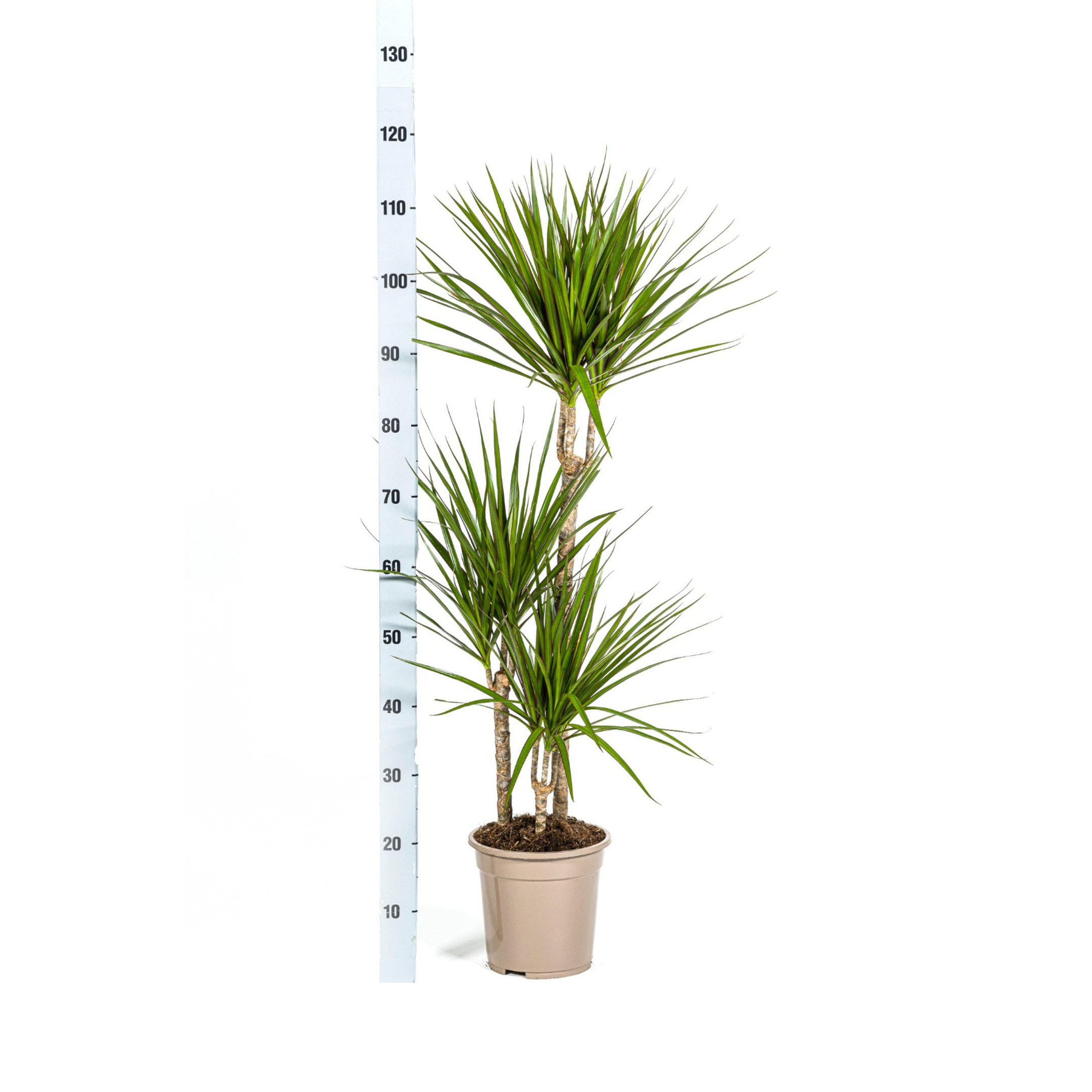 Drachenbaum - Dracaena Marginata Green Ø21cm - ↕120cm