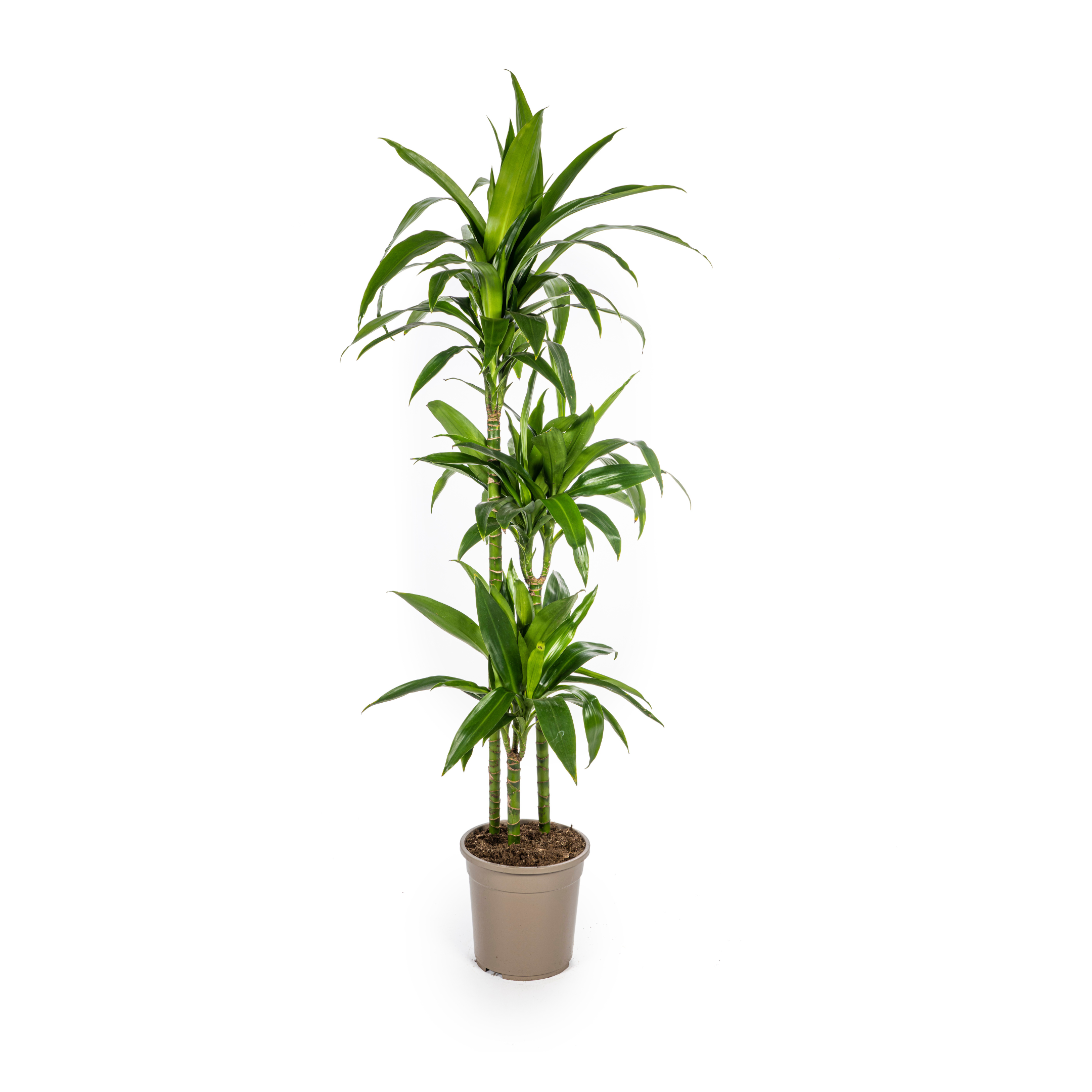 Drachenbaum - Dracaena Deremensis Lisa Ø24cm - ↕140cm