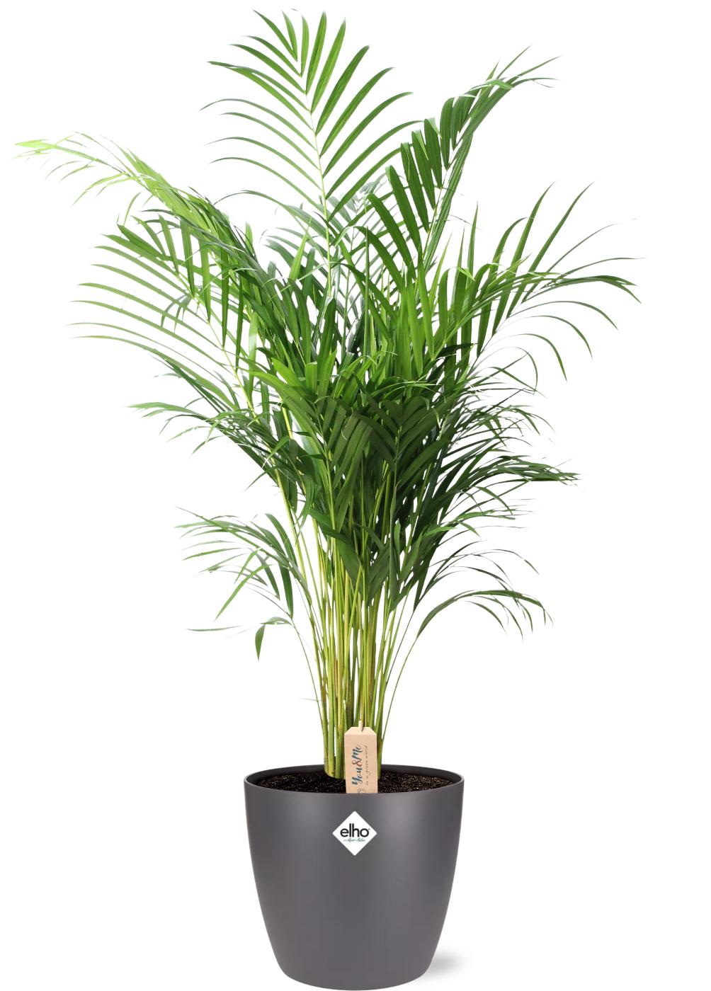 Arecapalme - Dypsis Lutescens - Ø24cm - ↕110cm + Pot Brussels D25x23cm - Topf Anthrazit