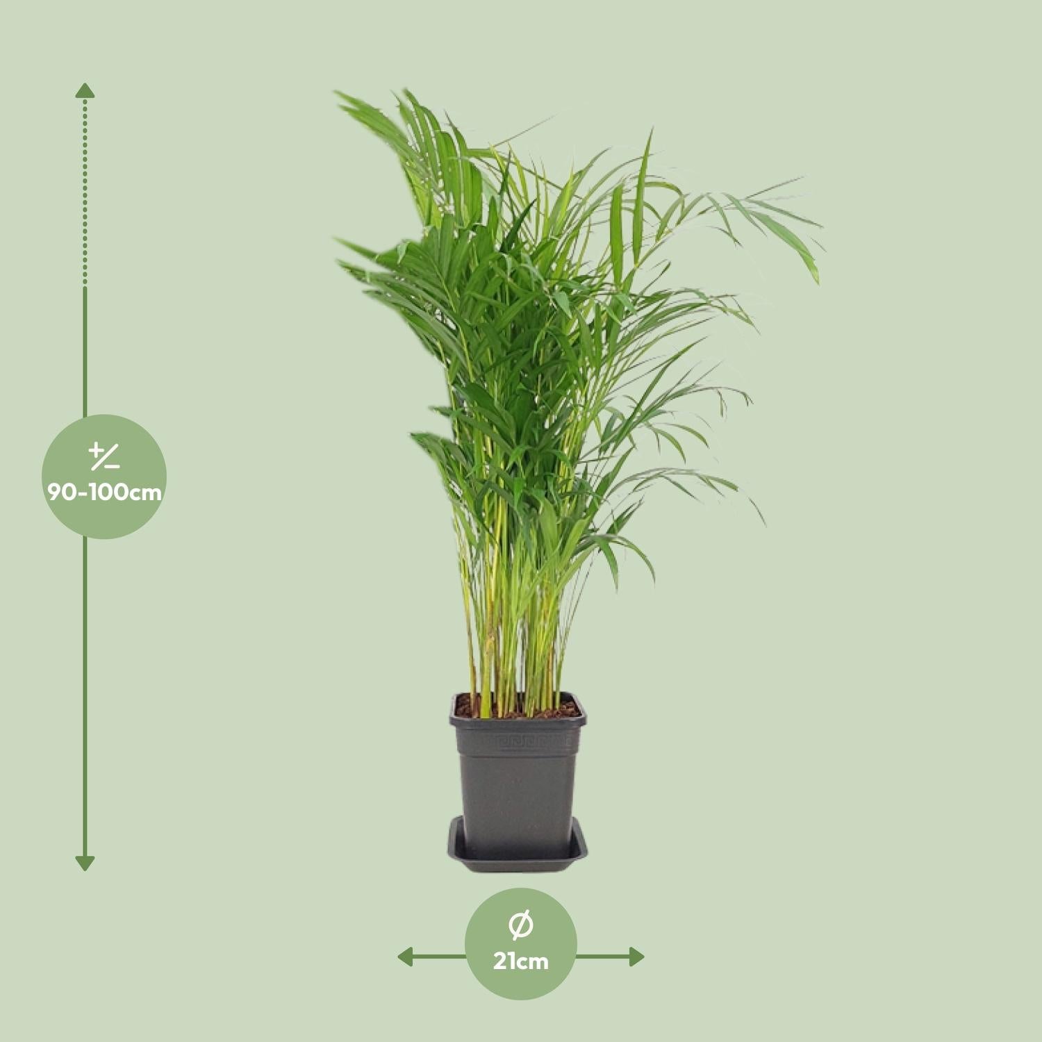 Arecapalme - Dypsis Lutescens - Ø21cm - ↕100cm