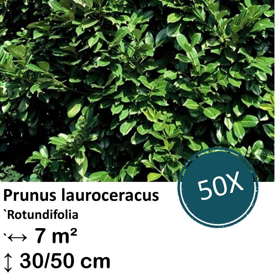 Kirschlorbeer 'Rotundifolia' - Prunus lauroceracus `Rotundifolia`-  ↕30-50cm - kale wortel nackte Wurzel - 50x