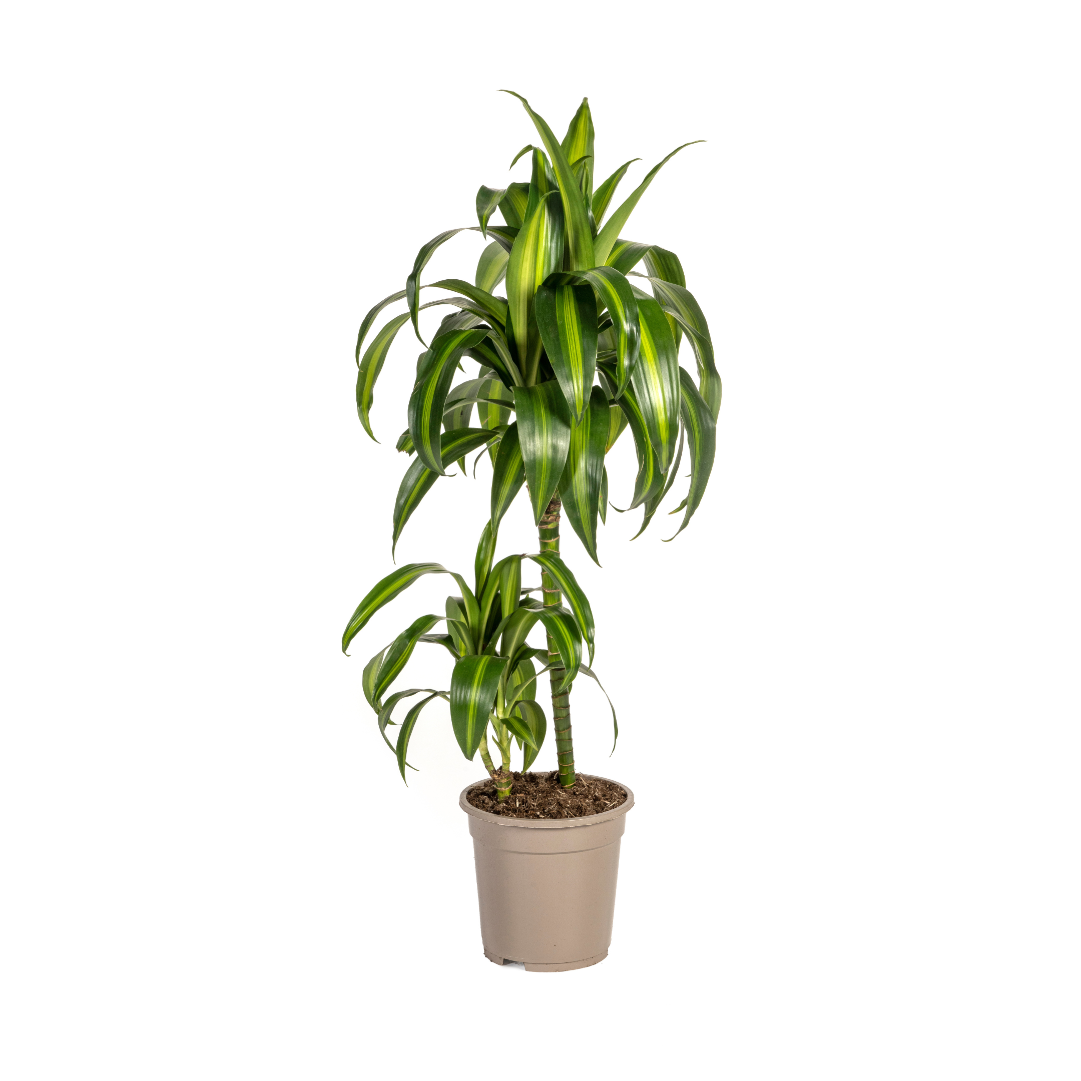 Drachenbaum - Dracaena Deremensis Hawaiian Sunshine Ø19cm - ↕80cm