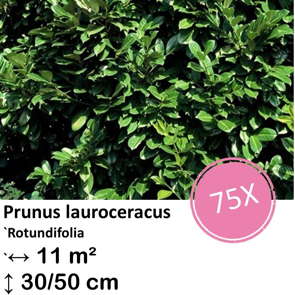 Kirschlorbeer 'Rotundifolia' - Prunus lauroceracus `Rotundifolia`-  ↕30-50cm - kale wortel nackte Wurzel - 75x