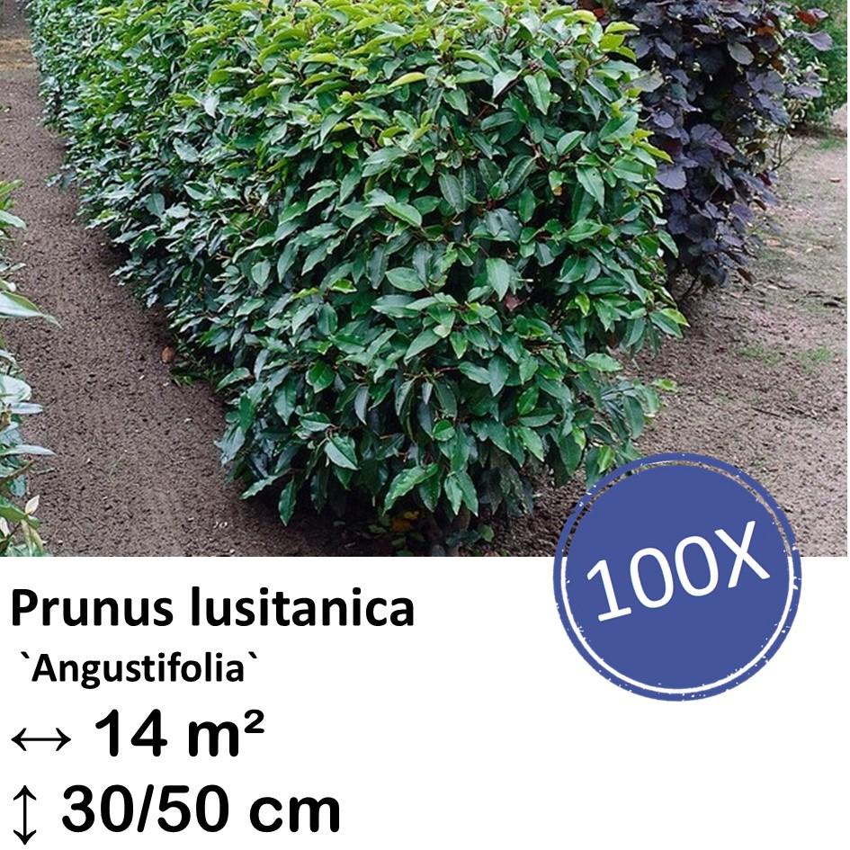 Portugiesischer Kirschlorbeer - Prunus lusitanica `Angustifolia`- ↕30-50cm - kale wortel nackte Wurzel - 100x