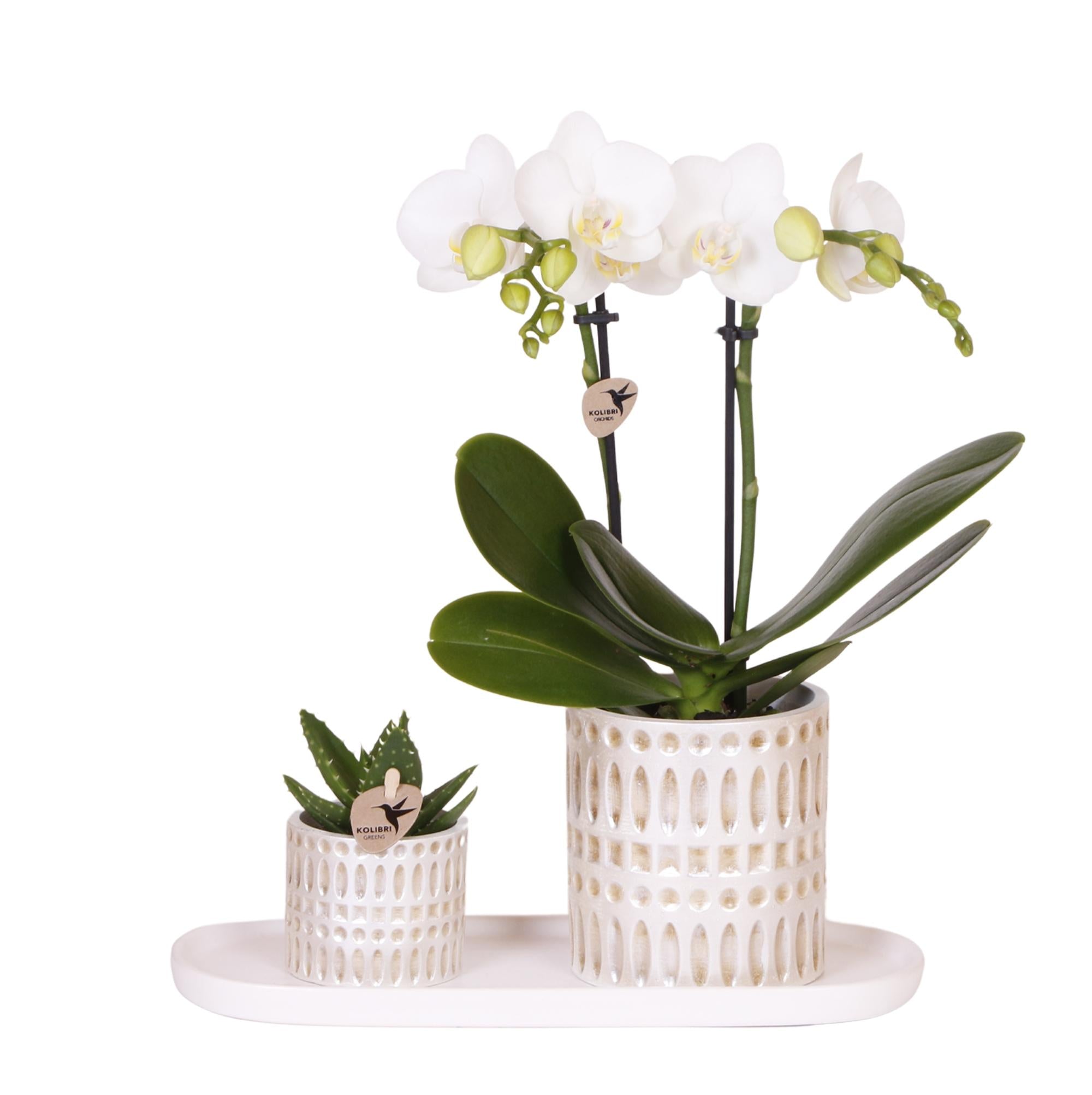 Orchideen Box - Pflanzenset Le Chic Small - Weiße Phalaenopsis Orchidee Amabilis und Sukkulente inkl. Keramiktöpfe auf cremefarbenem organischen Tablett