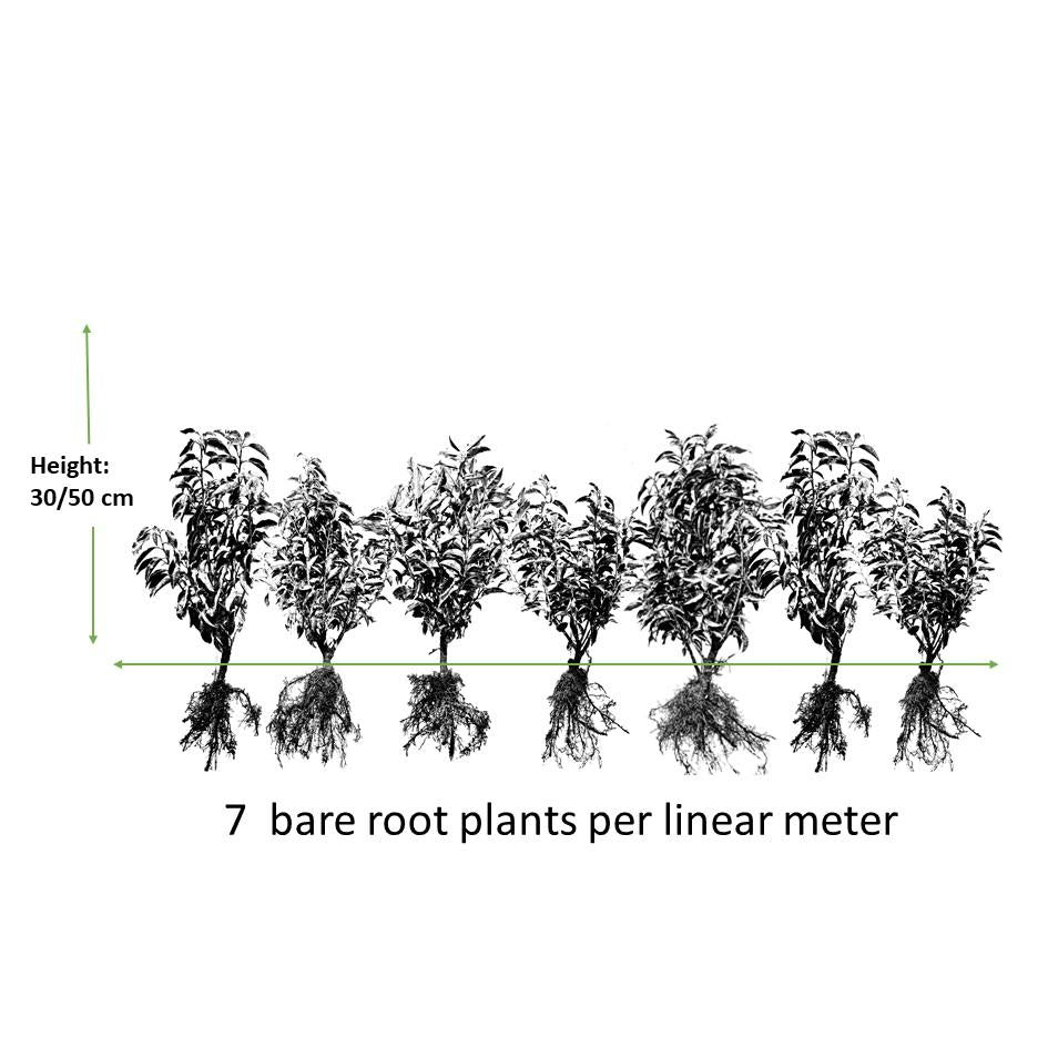 Portugiesischer Kirschlorbeer - Prunus lusitanica `Angustifolia`- ↕30-50cm - kale wortel nackte Wurzel - 25x