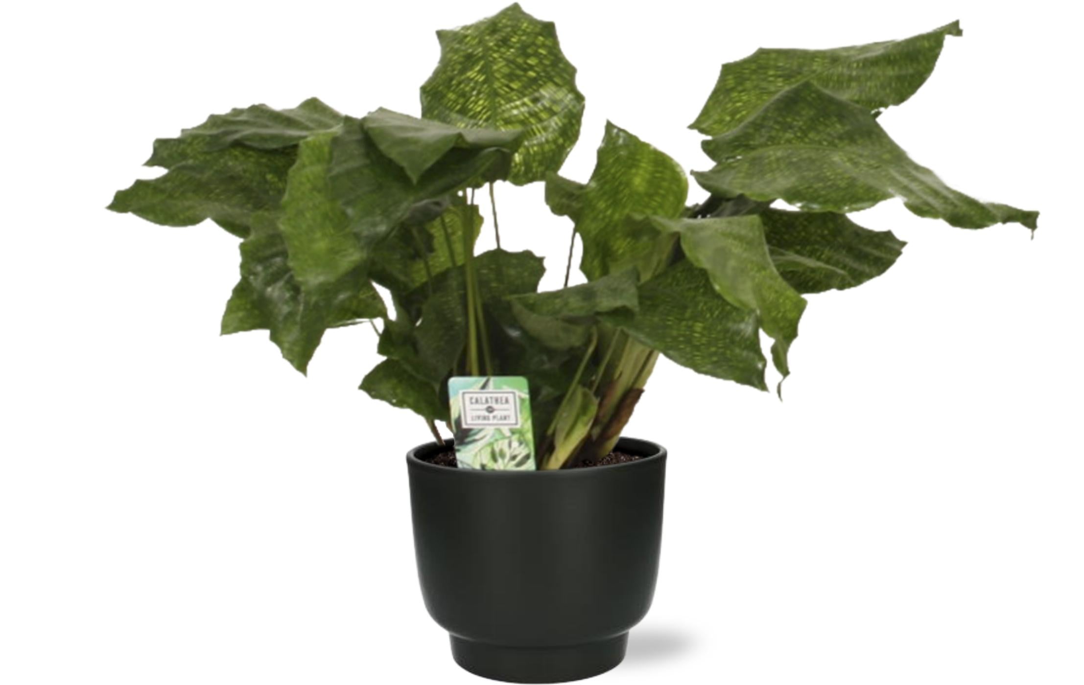 Gebetspflanze - Calathea Network - Ø14cm - ↕30cm +  Potenza Pot D15x13cm - Zwart TopfSchwarz