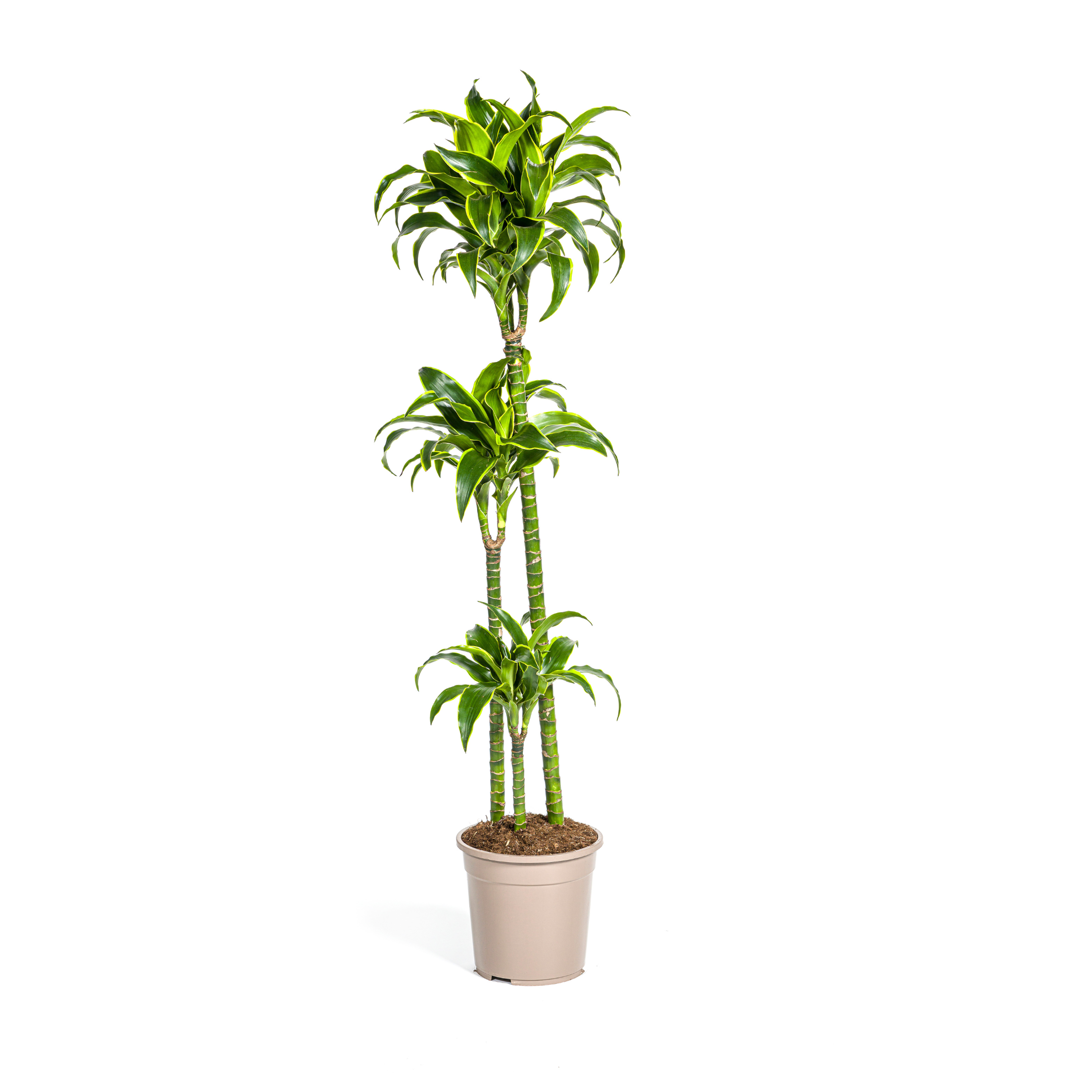 Drachenbaum - Dracaena Deremensis Dorado Ø24cm - ↕130cm