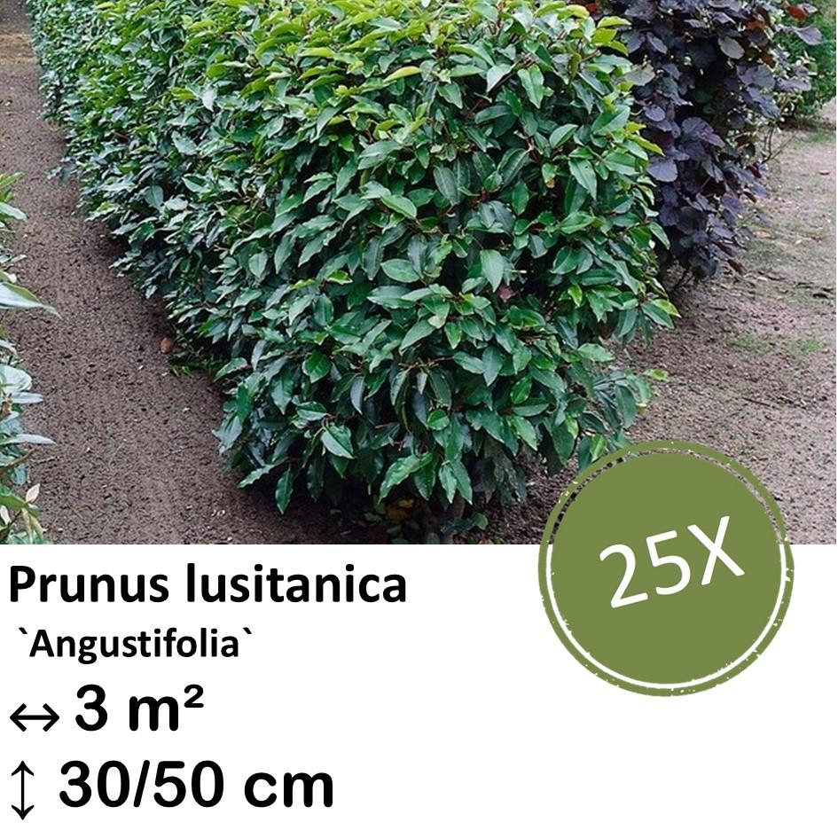 Portugiesischer Kirschlorbeer - Prunus lusitanica `Angustifolia`- ↕30-50cm - kale wortel nackte Wurzel - 25x