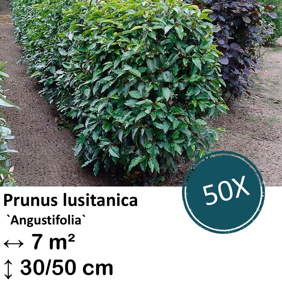 Portugiesischer Kirschlorbeer - Prunus lusitanica `Angustifolia`- ↕30-50cm - kale wortel nackte Wurzel - 50x