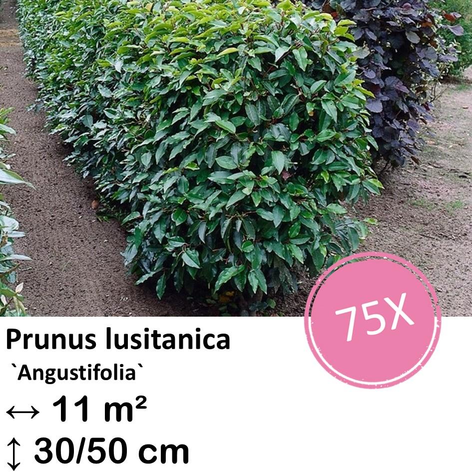 Portugiesischer Kirschlorbeer - Prunus lusitanica `Angustifolia`- ↕30-50cm - kale wortel nackte Wurzel - 75x