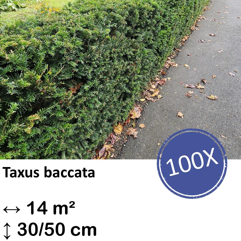 Europäische Eibe - Taxus baccata - ↕30-50cm - kale wortel nackte Wurzel - 100x