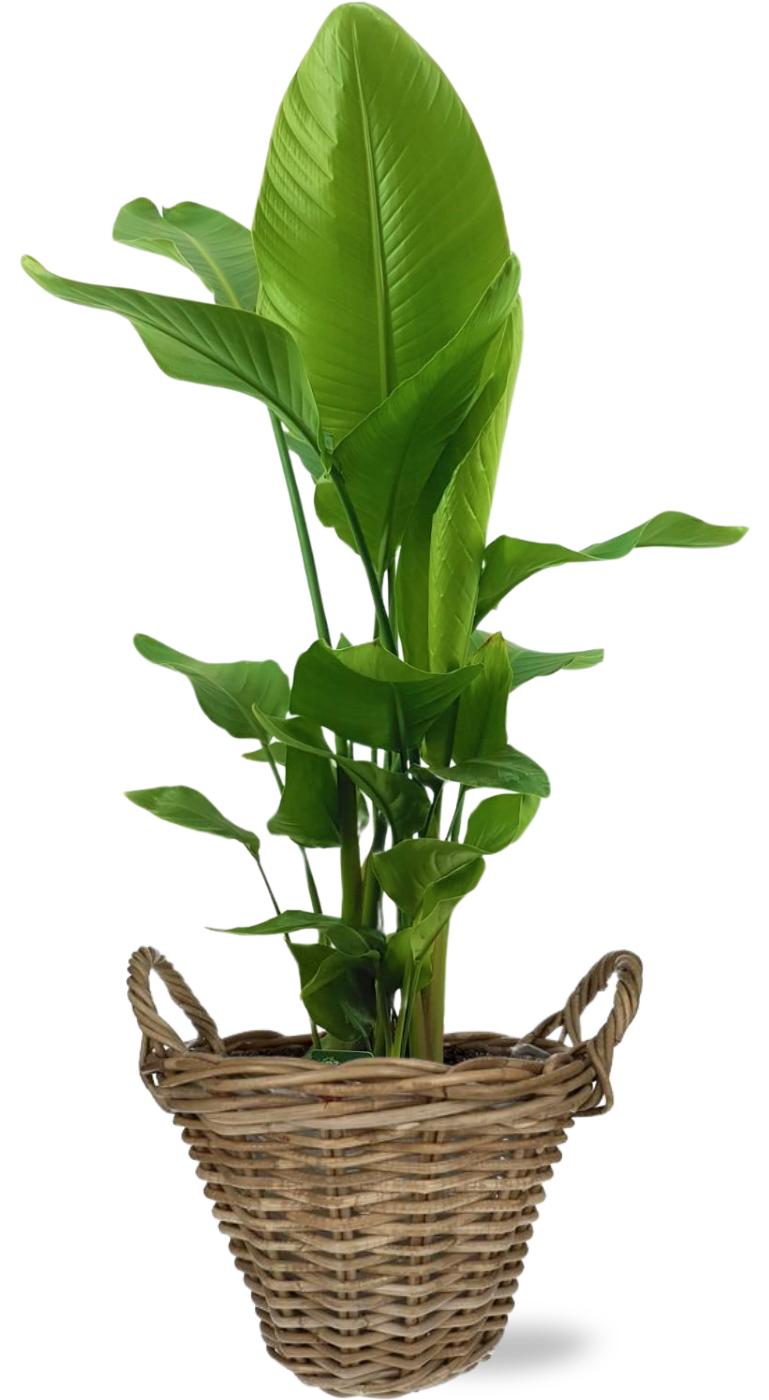 Paradiesvogelblume - Strelitzia Nicolai - Ø27cm - ↕130cm + Pot+Handvat D30x23cm - Natürlich