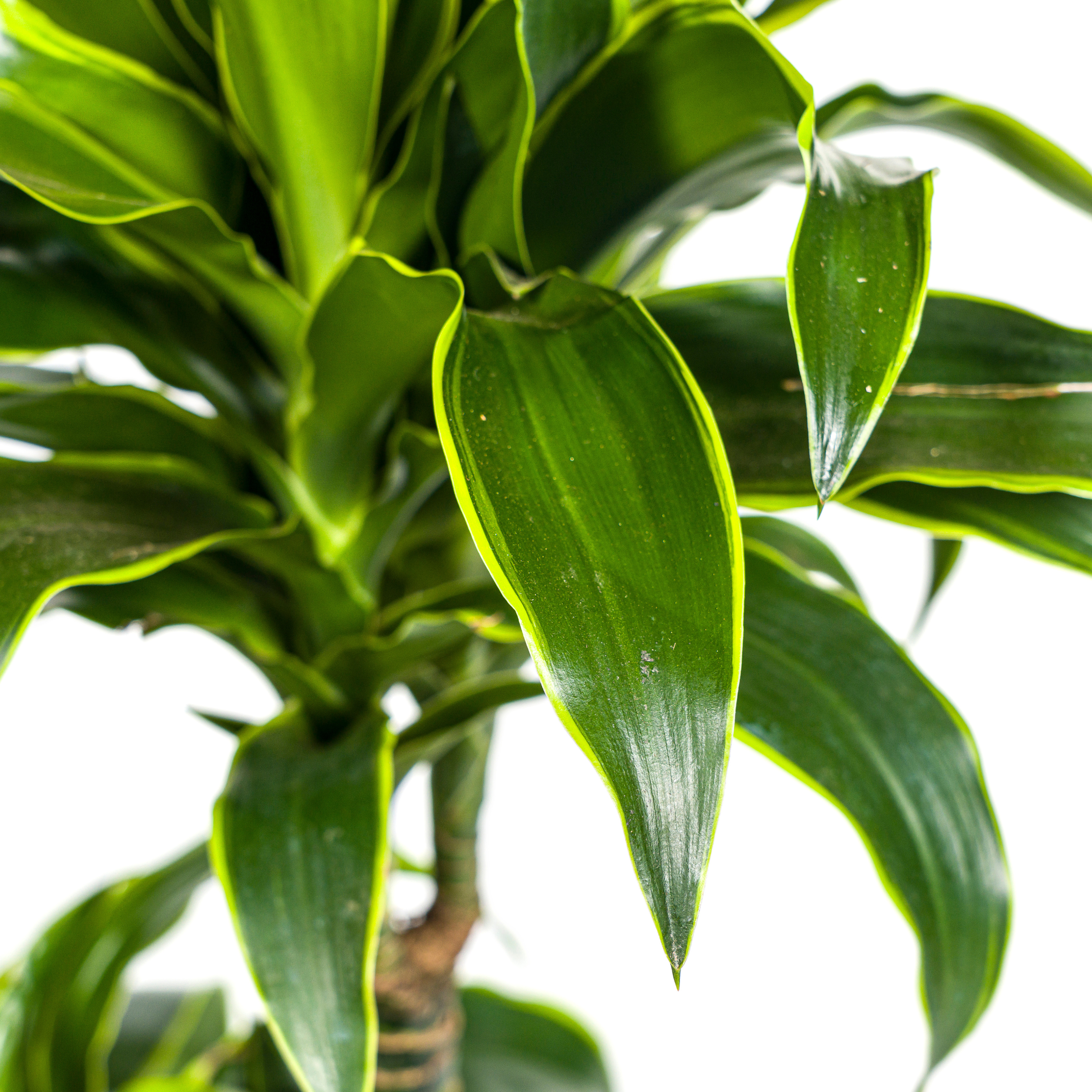 Drachenbaum - Dracaena Deremensis Dorado Ø21cm - ↕110cm