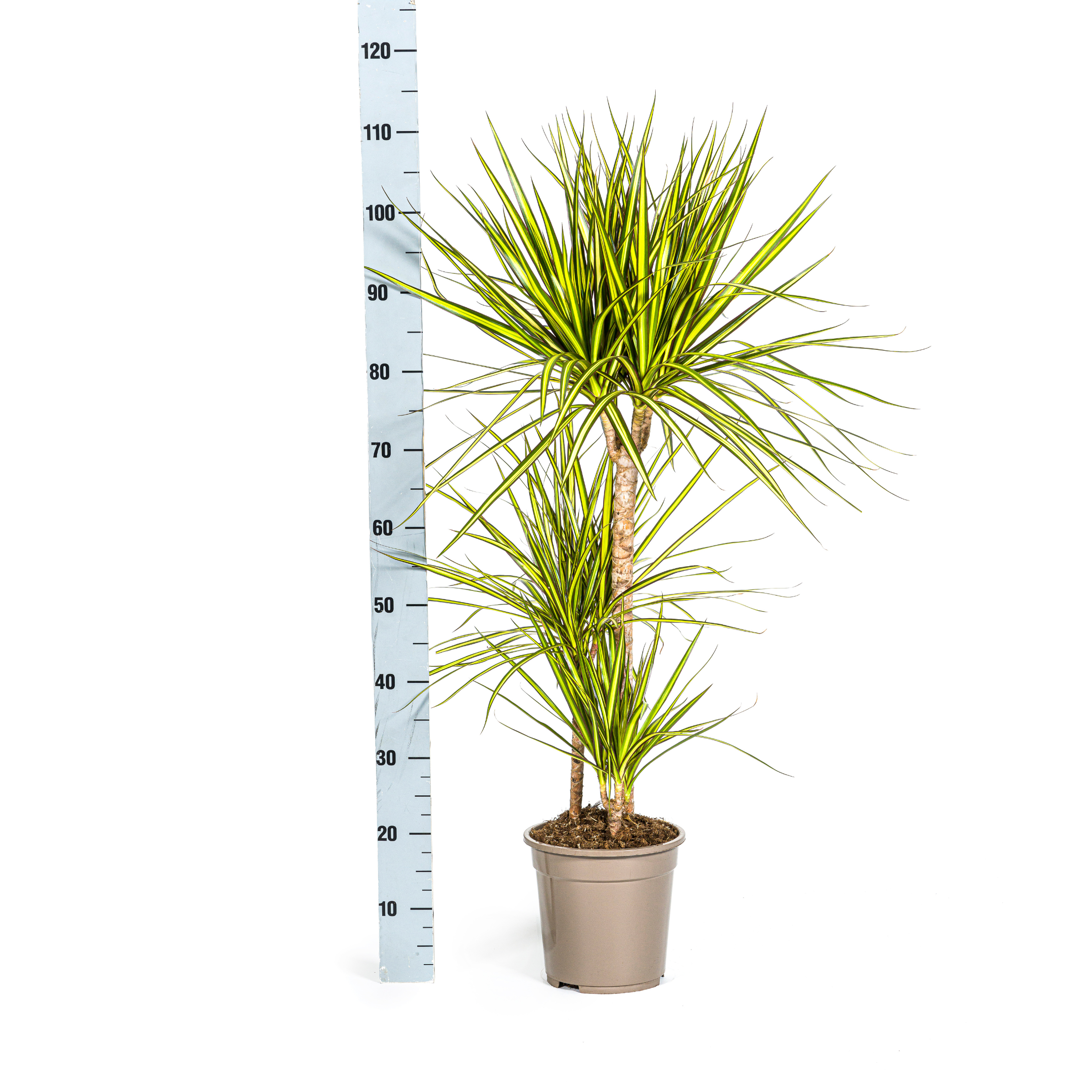 Drachenbaum - Dracaena Marginata Sunray Ø21cm - ↕100-110cm