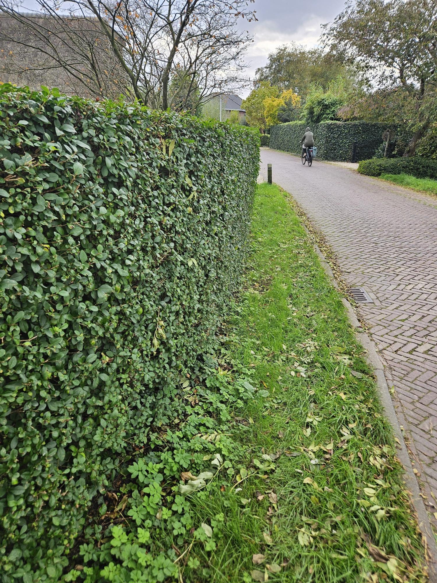 Ligusterhecke - Ligustrum Ovalifolium - Kale wortel nackte Wurzel - 100/120 - 50x