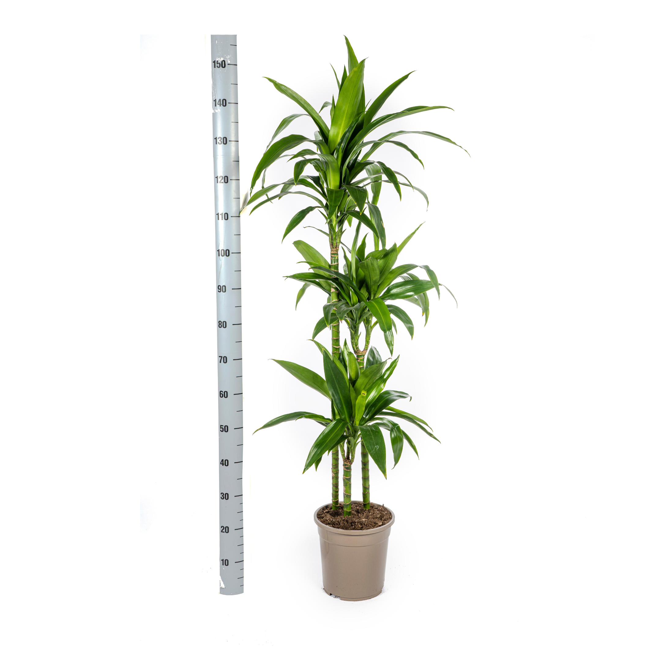 Drachenbaum - Dracaena Deremensis Lisa Ø24cm - ↕140cm