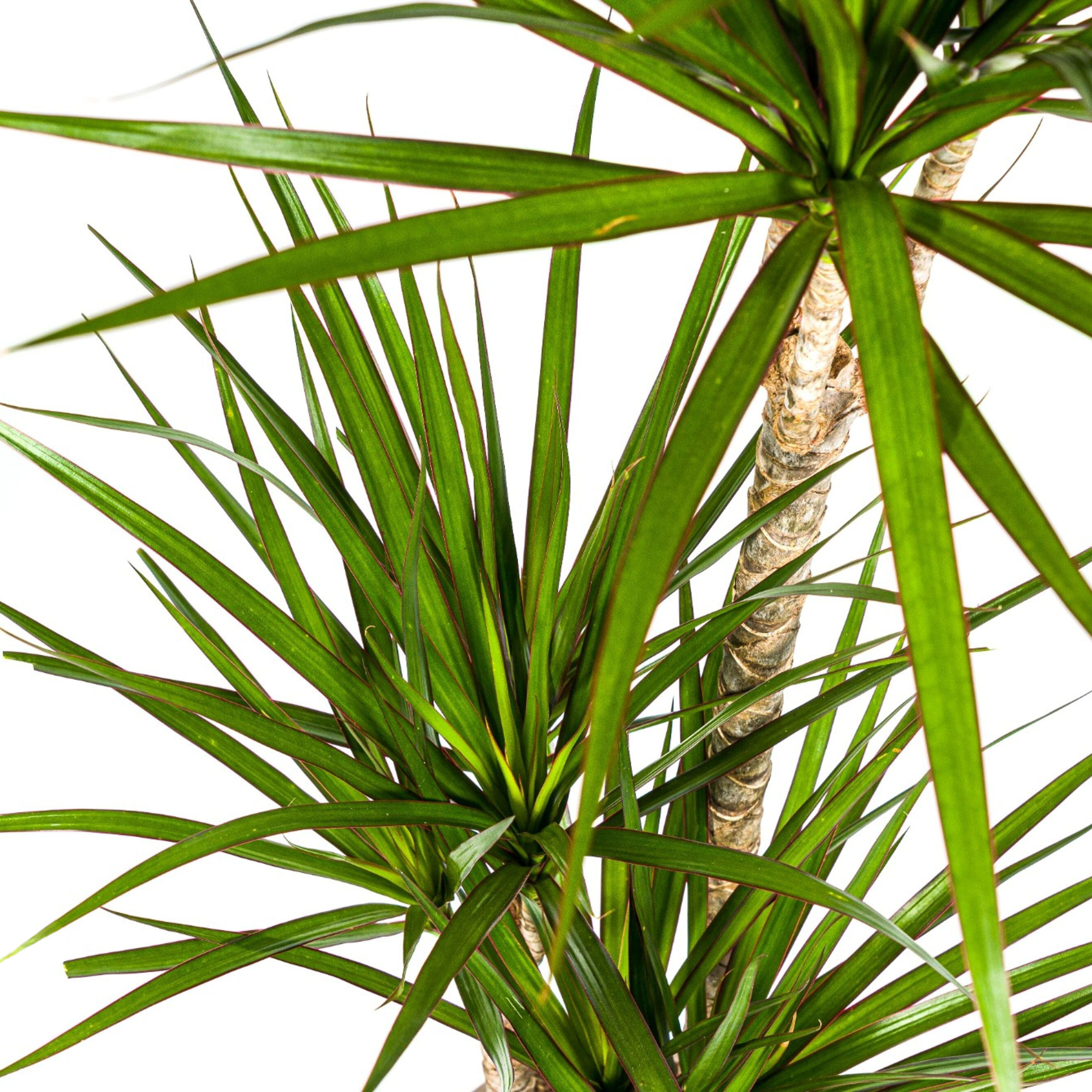 Drachenbaum - Dracaena Marginata Green Ø21cm - ↕120cm