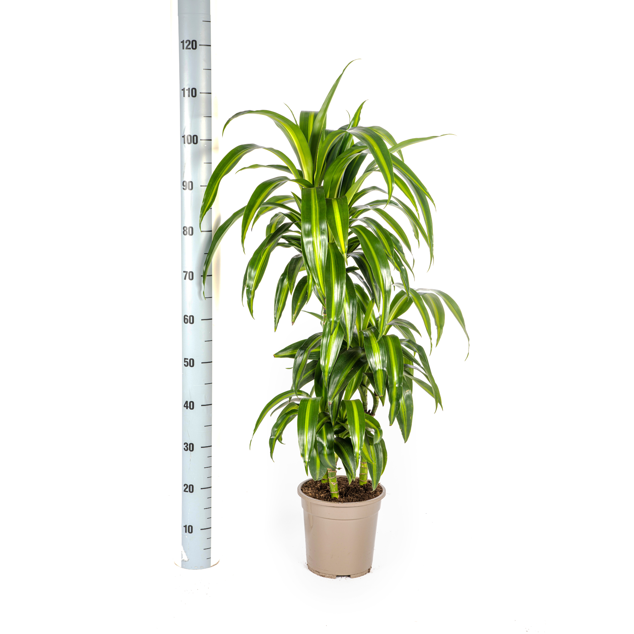 Drachenbaum - Dracaena Deremensis Hawaiian Sunshine Ø21cm - ↕100cm