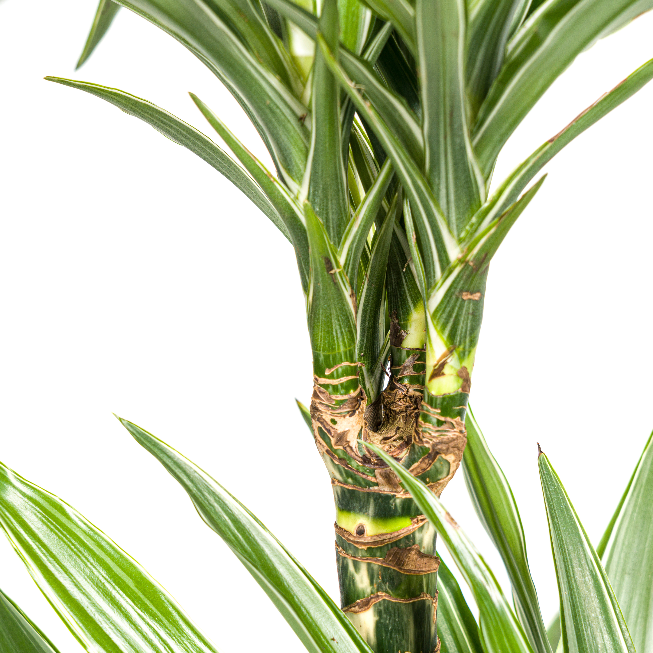 Drachenbaum - Dracaena Deremensis White Stripe Ø19cm - ↕80cm