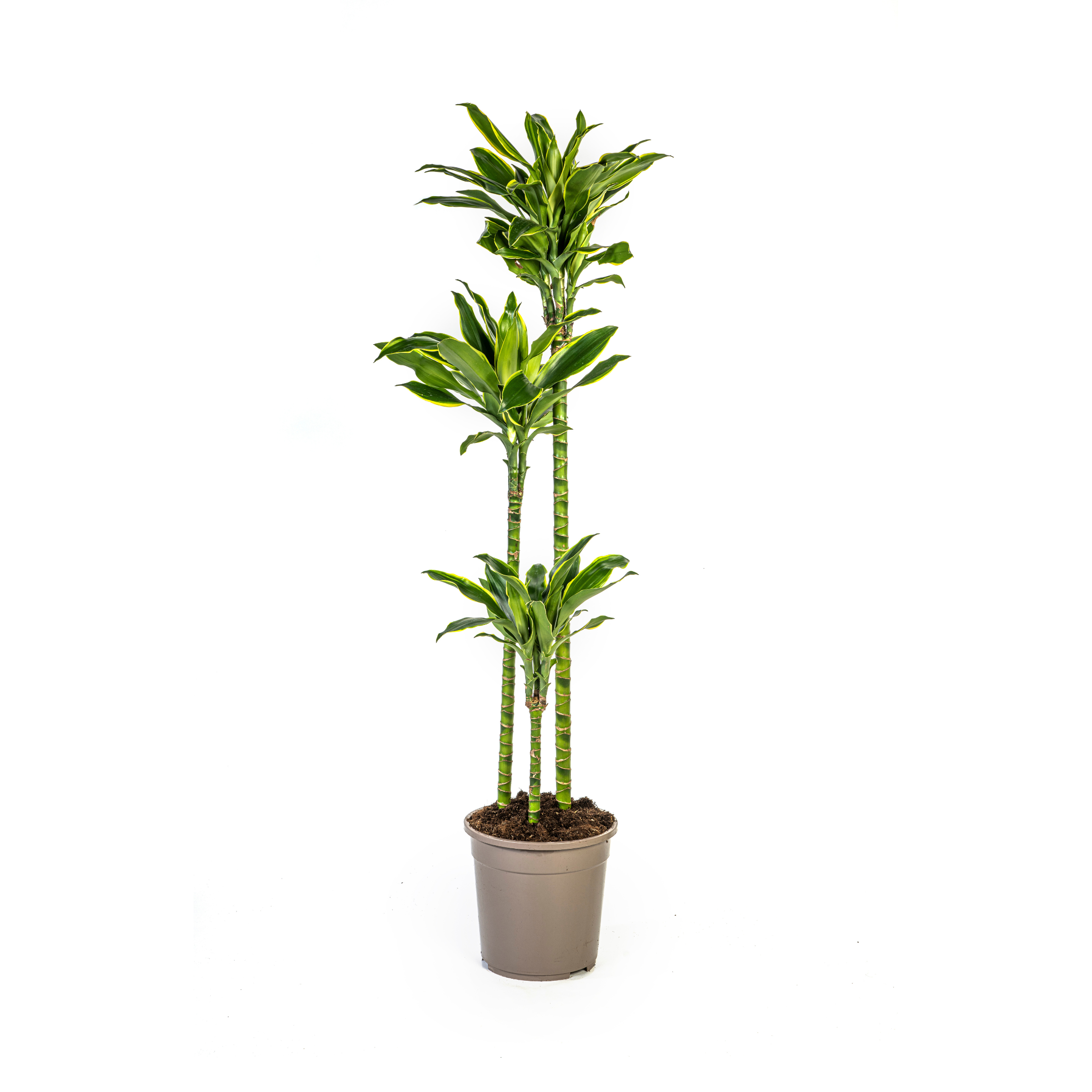 Drachenbaum - Dracaena Fragrans Golden Coast Ø24cm - ↕140cm