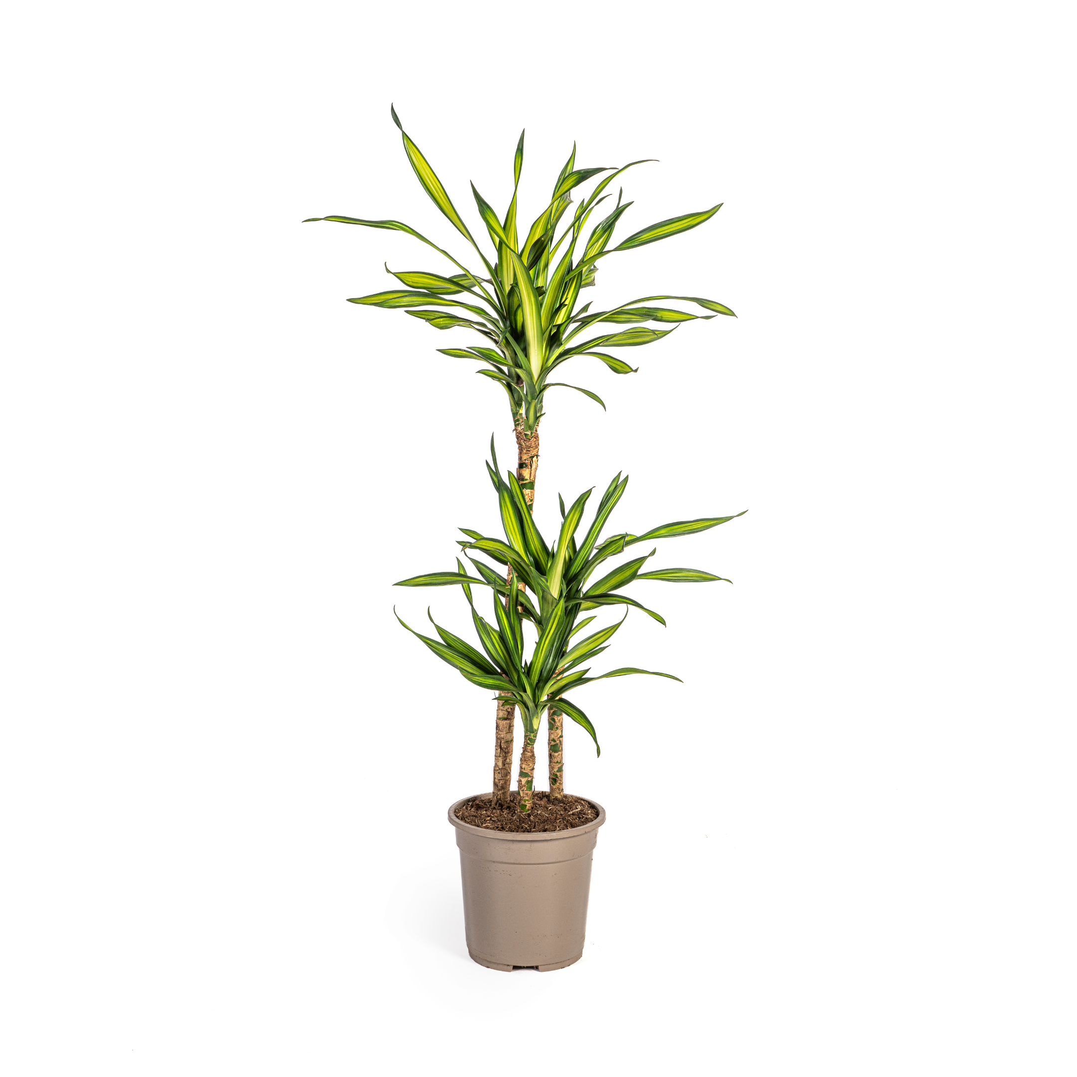 Drachenbaum - Dracaena Deremensis Rikki Ø21cm - ↕100cm