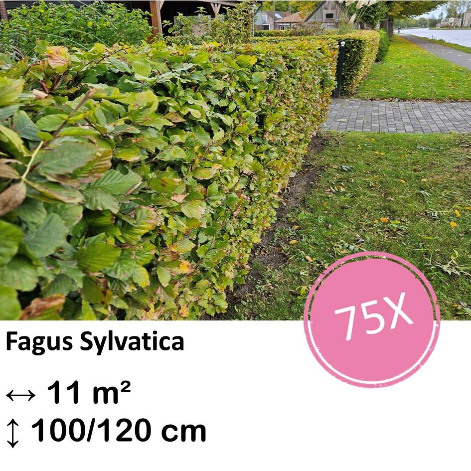 Rotbuchenhecke - Fagus sylvatica  - Kale wortel nackte Wurzel - 100/125 - 75x