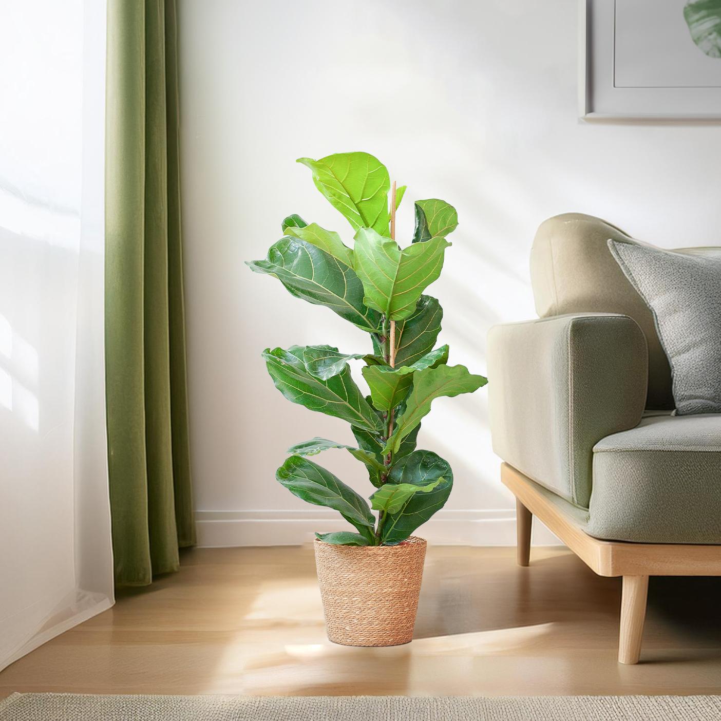 Geigenfeige - Ficus Lyrata mit Korb Sofia natur - 80cm - Ø21