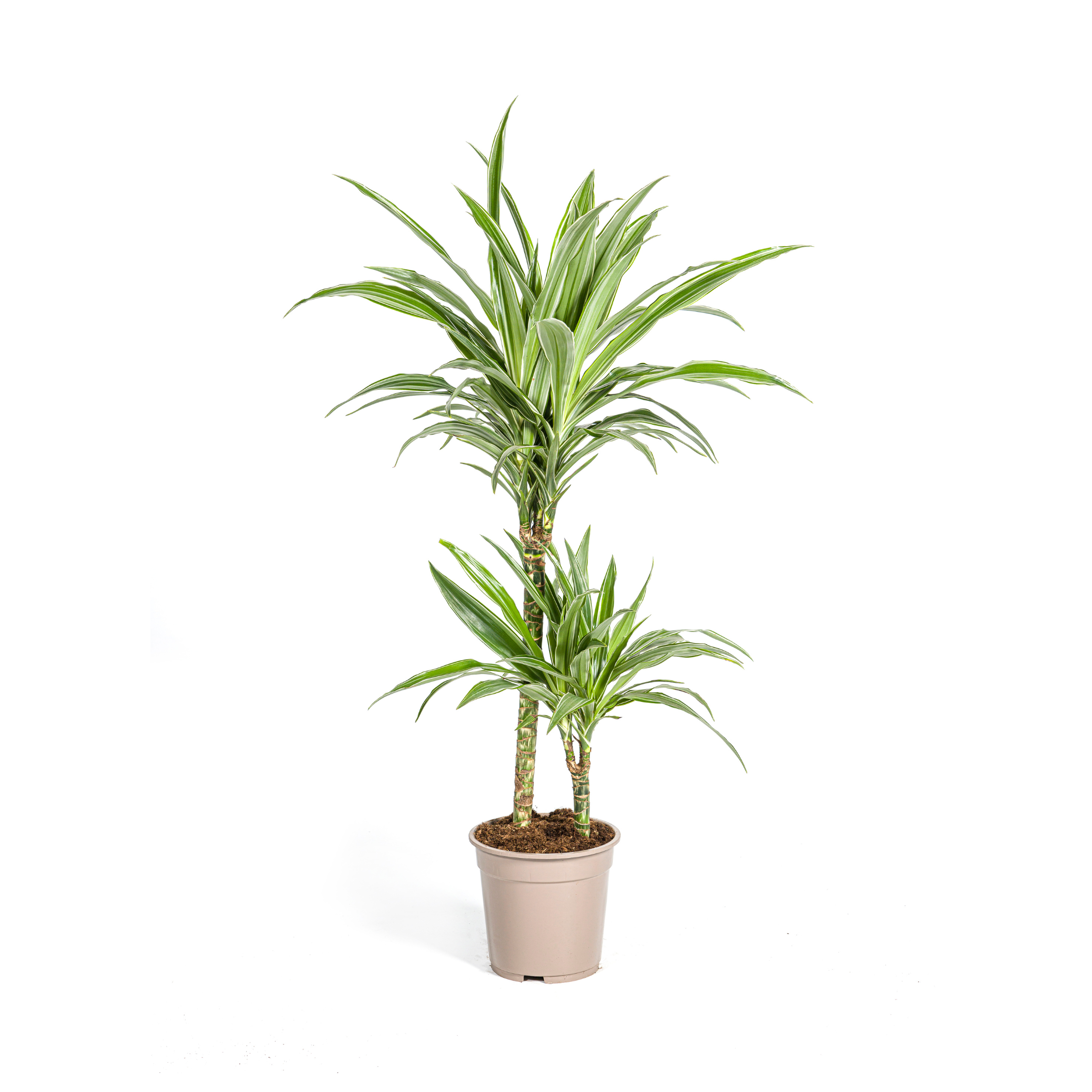 Drachenbaum - Dracaena Deremensis White Stripe Ø19cm - ↕80cm