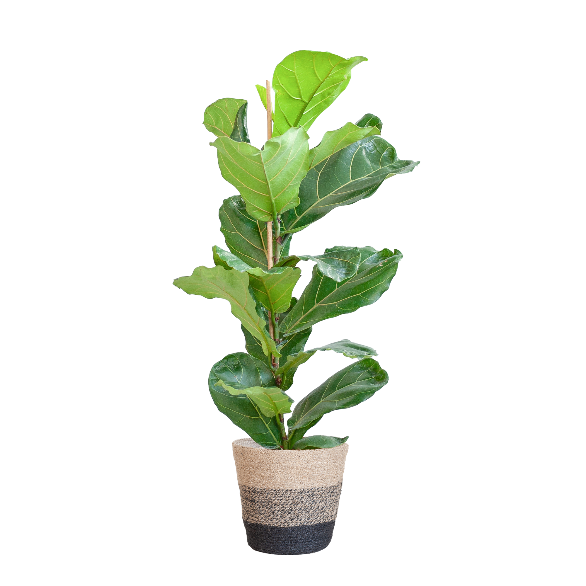 Geigenfeige - Ficus Lyrata mit Korb Lissabon schwarz - 80cm - Ø21