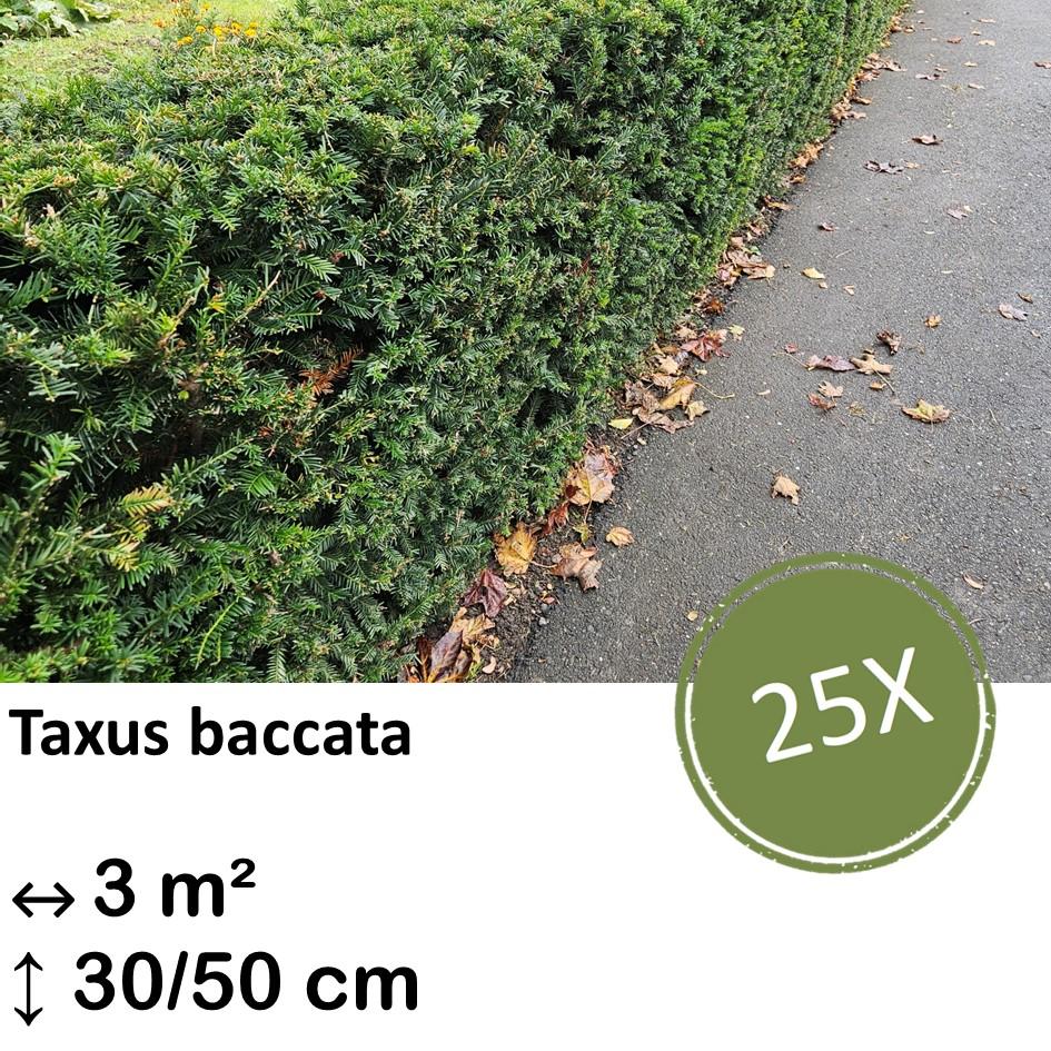 Europäische Eibe - Taxus baccata - ↕30-50cm - kale wortel nackte Wurzel - 25x