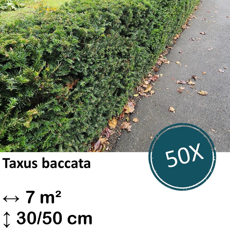 Europäische Eibe - Taxus baccata - ↕30-50cm - kale wortel nackte Wurzel - 50x