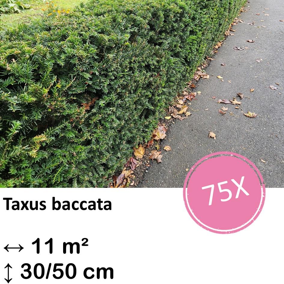 Europäische Eibe - Taxus baccata - ↕30-50cm - kale wortel nackte Wurzel - 75x