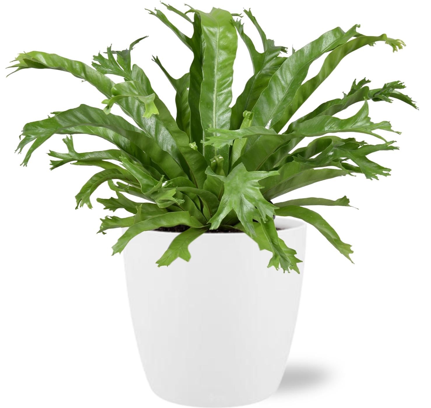 Vogelnestfarn - Asplenium Nidus Crissie - Ø17cm - ↕40cm + Pot Brussels D18x17cm - Topf weiß