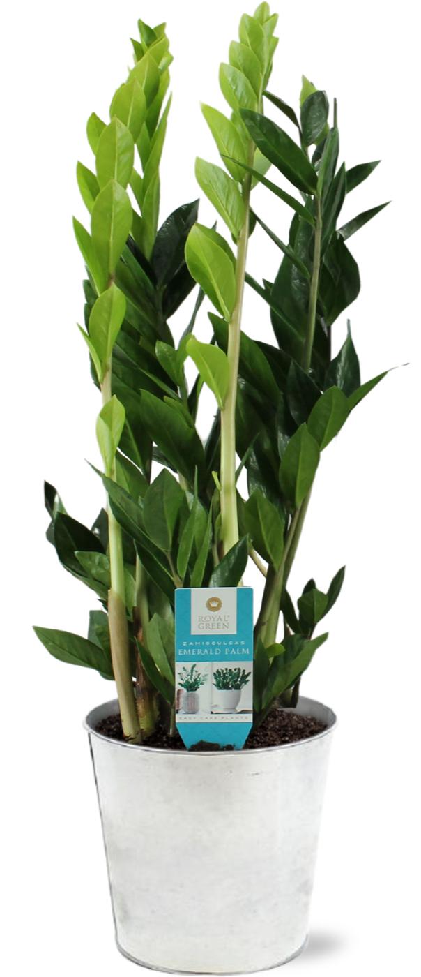 Zamioculcas Zamiifolia - Ø17cm - ↕65cm + Pot D18x17cm - Zink  Zinktopf