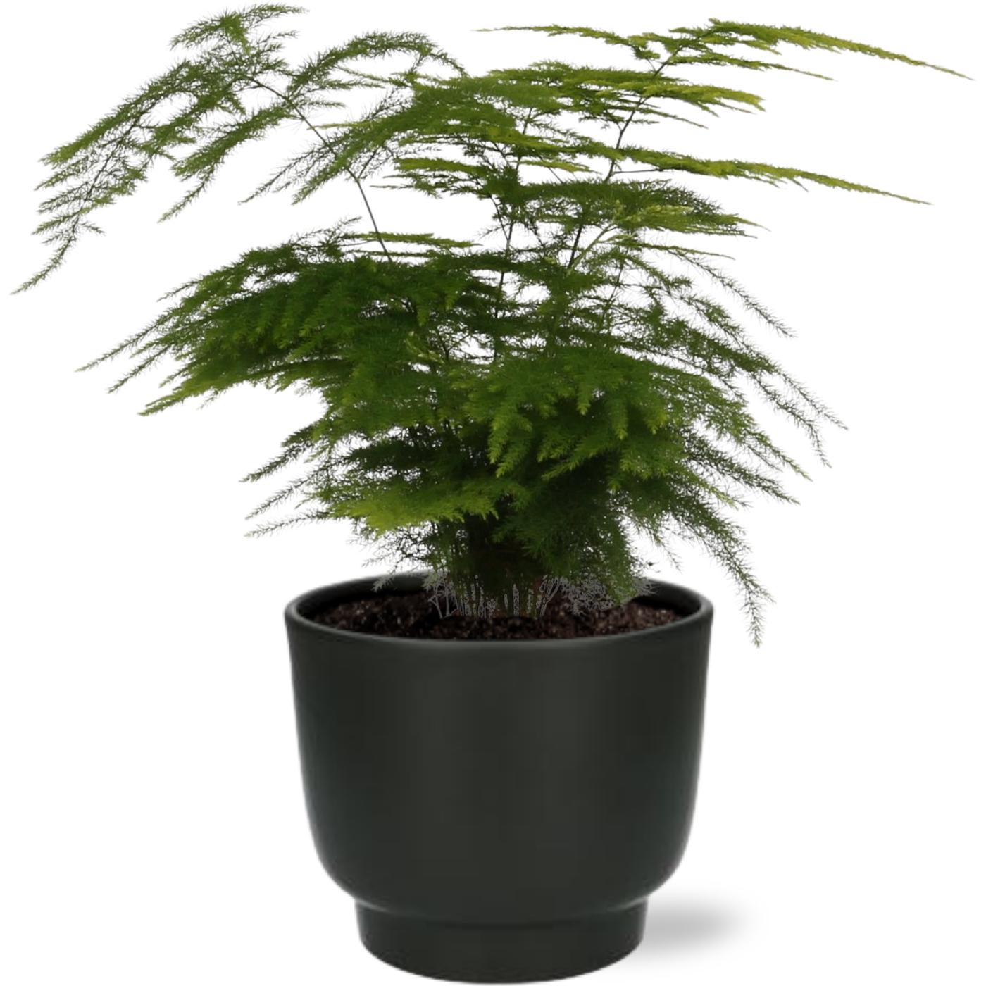 Zierspargel - Asparagus Setaceus - Ø12cm - ↕35cm+Potenza Pot D13x11cm- Topf schwarz