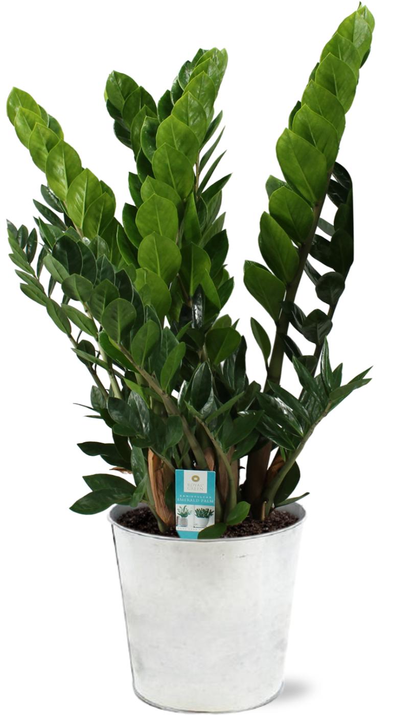 Zamioculcas Zamiifolia - Ø21cm - ↕80cm + Pot D22,5x21cm - Zink  Zinktopf