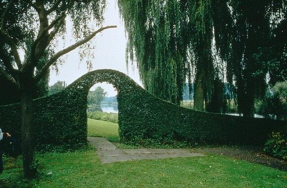 Ligusterhecke - Ligustrum Ovalifolium - Kale wortel nackte Wurzel - 60/80 - 75x