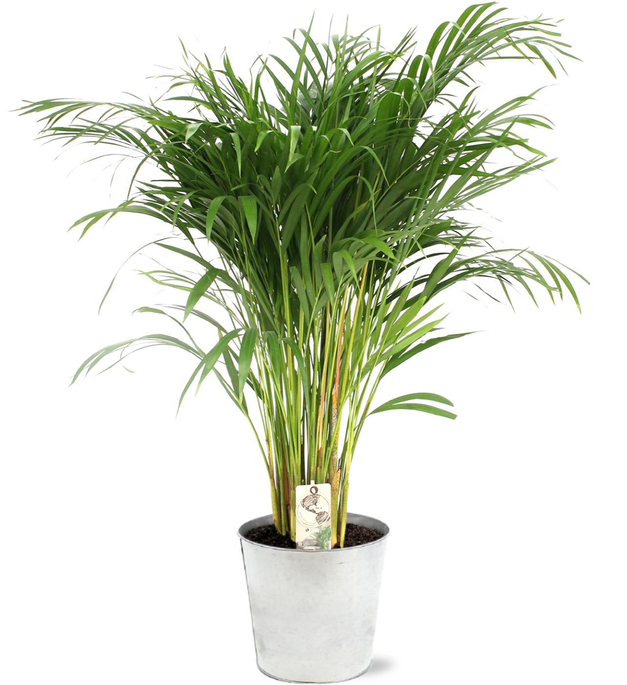 Arecapalme - Dypsis Lutescens - Ø21cm - ↕110cm + Pot D22,5x21cm - Topf Zink