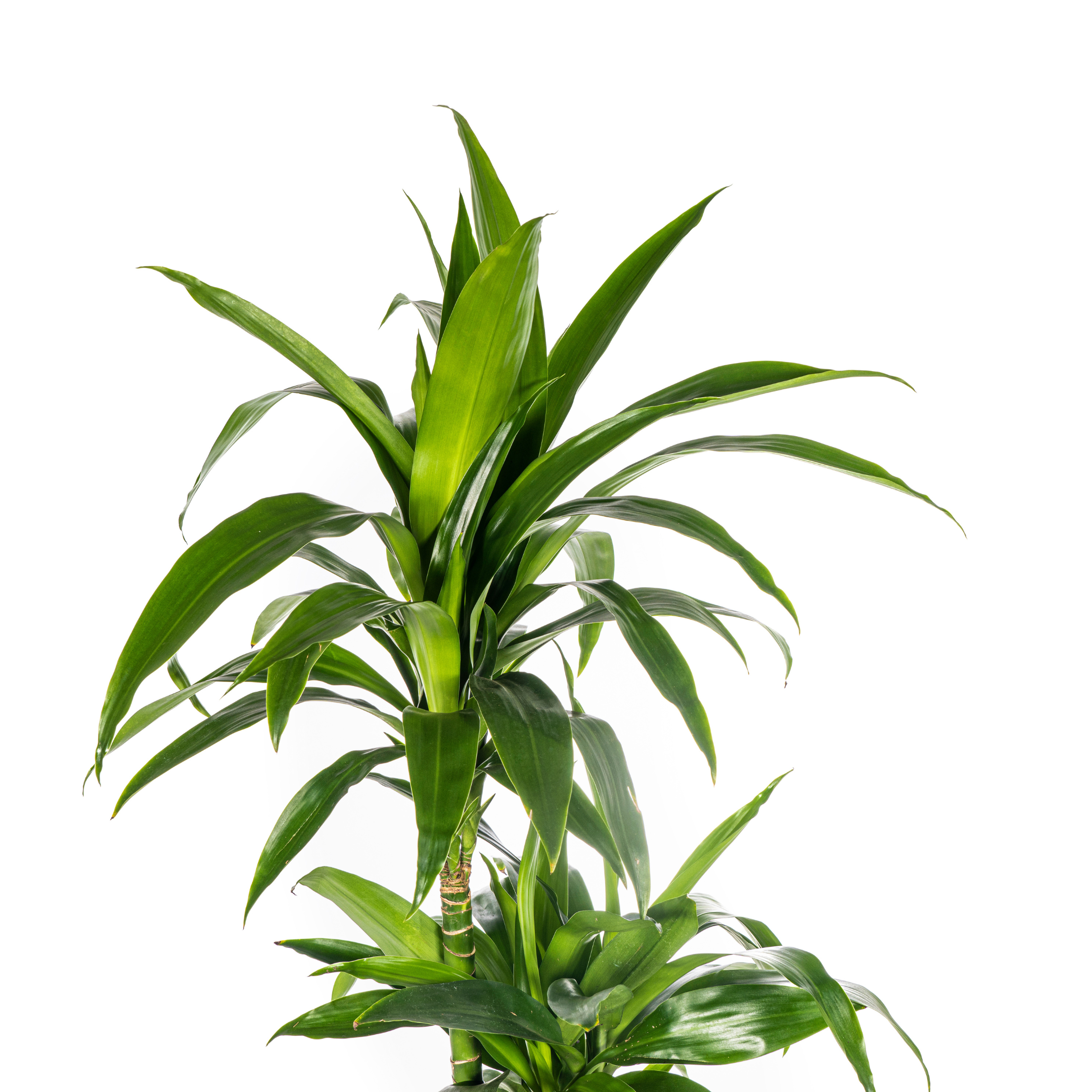 Drachenbaum - Dracaena Deremensis Lisa Ø24cm - ↕140cm