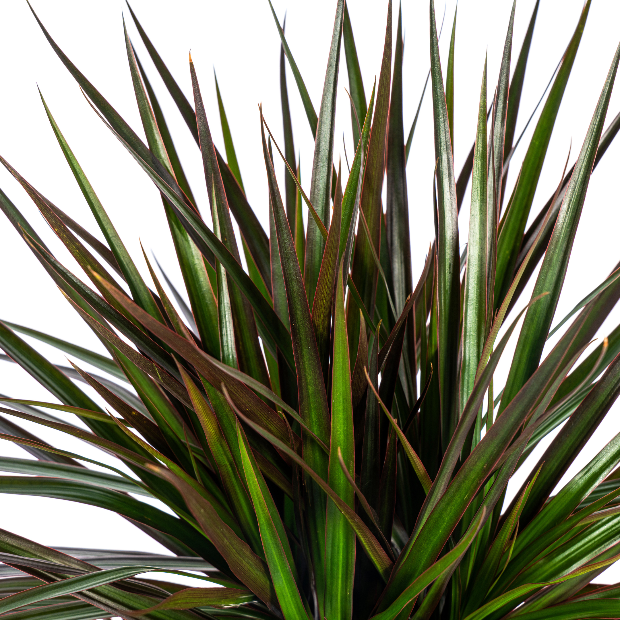 Drachenbaum - Dracaena Marginata Magenta Ø24cm - ↕140cm