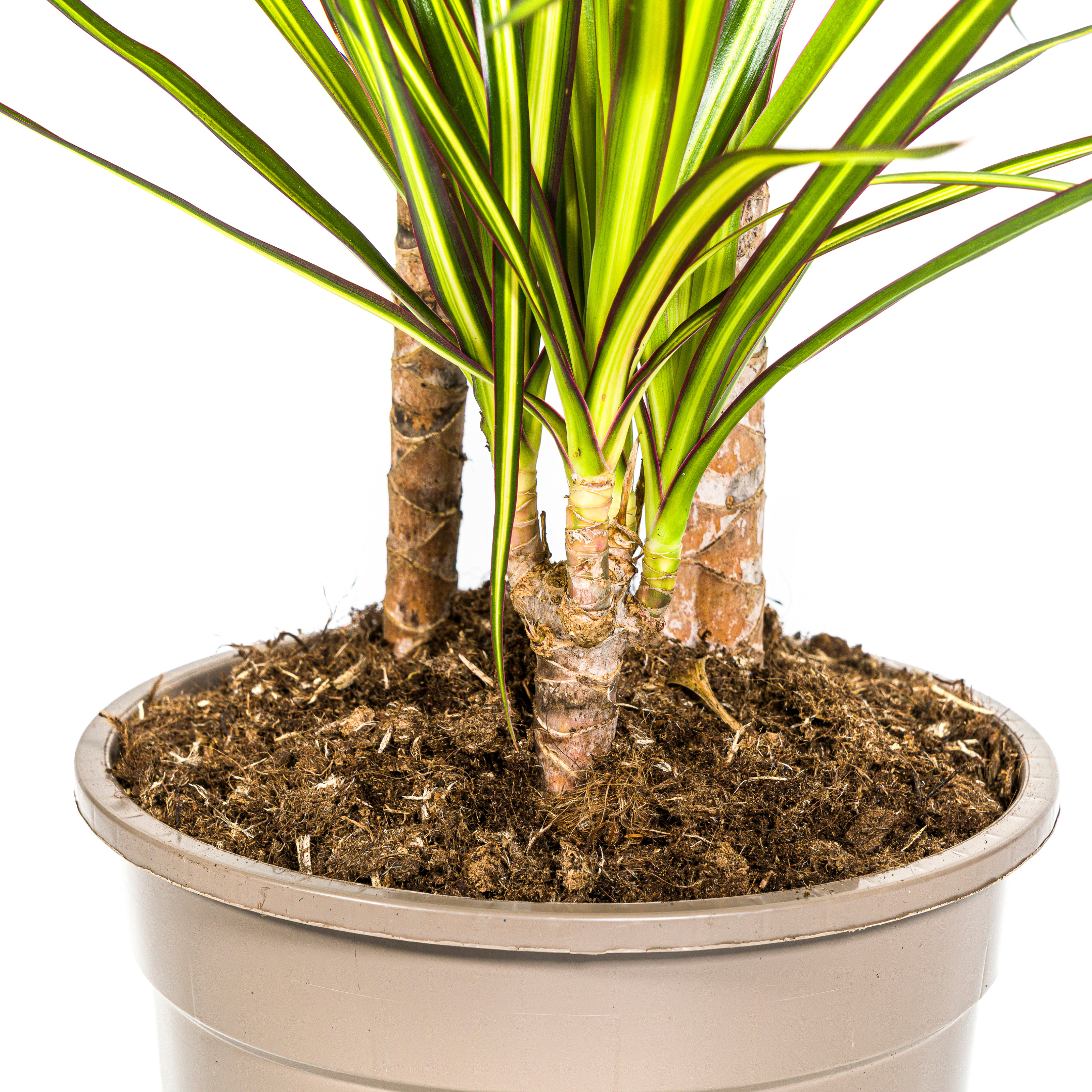 Drachenbaum - Dracaena Marginata Sunray Ø21cm - ↕100-110cm