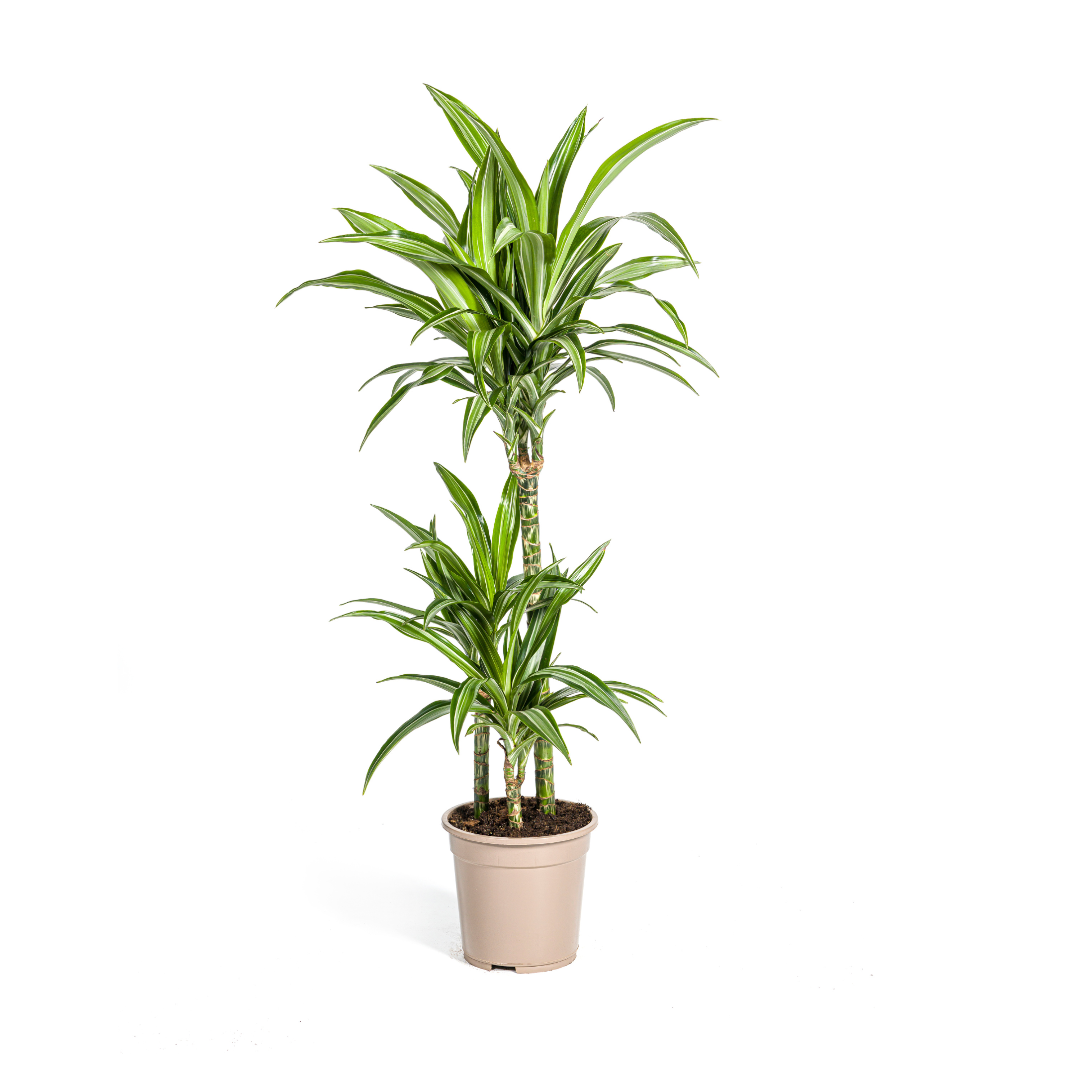 Drachenbaum - Dracaena Deremensis White Stripe Ø21cm - ↕100cm