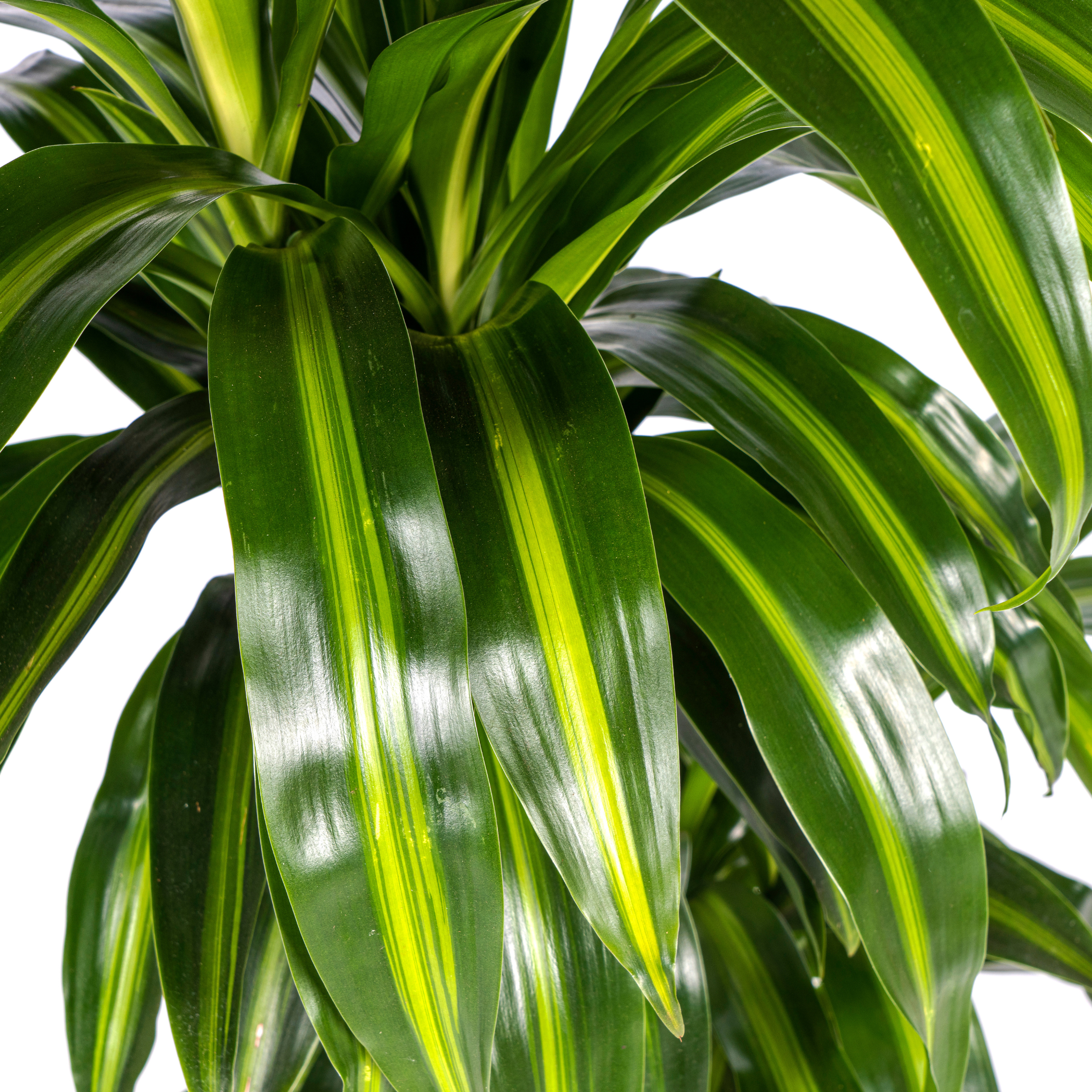 Drachenbaum - Dracaena Deremensis Hawaiian Sunshine Ø21cm - ↕100cm